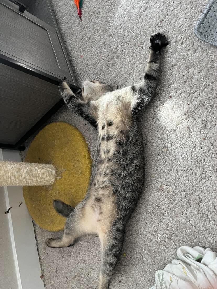 Enlarge Maxine, a Adoptable Domestic Short Hair in Gladstone, OR image 2/6