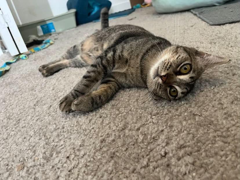 Enlarge Maxine, a Adoptable Domestic Short Hair in Gladstone, OR image 3/6