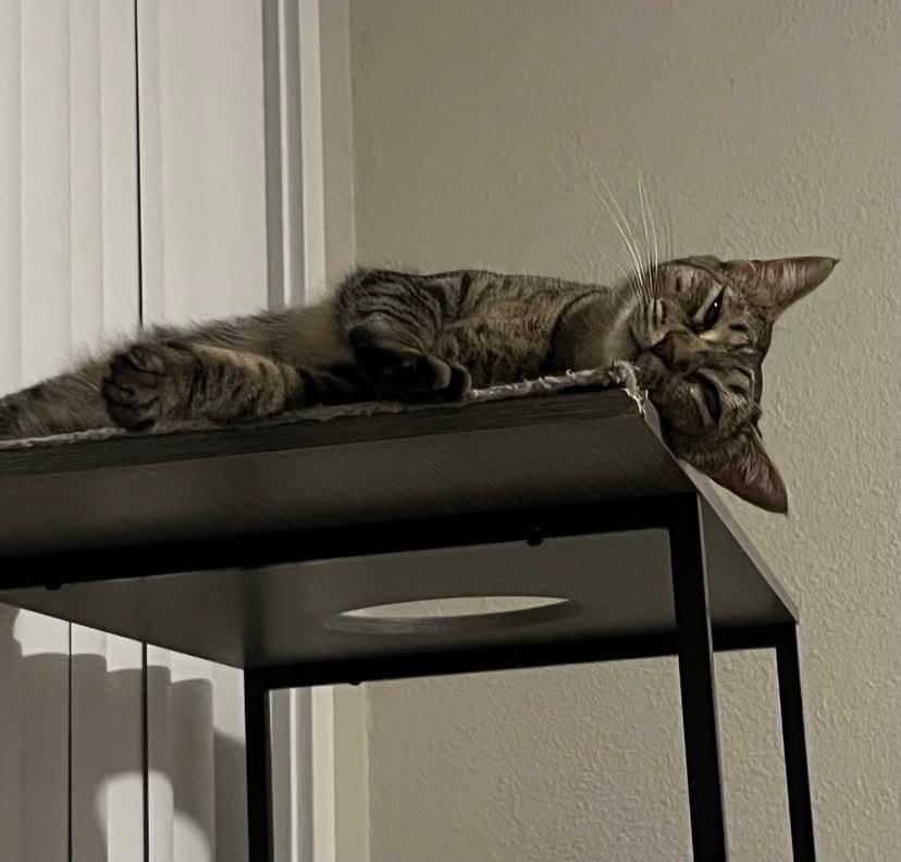 Enlarge Maxine, a Adoptable Domestic Short Hair in Gladstone, OR image 1/6
