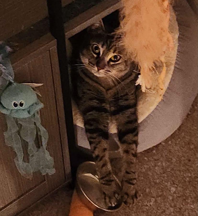 Enlarge Maxine, a Adoptable Domestic Short Hair in Gladstone, OR image 4/6