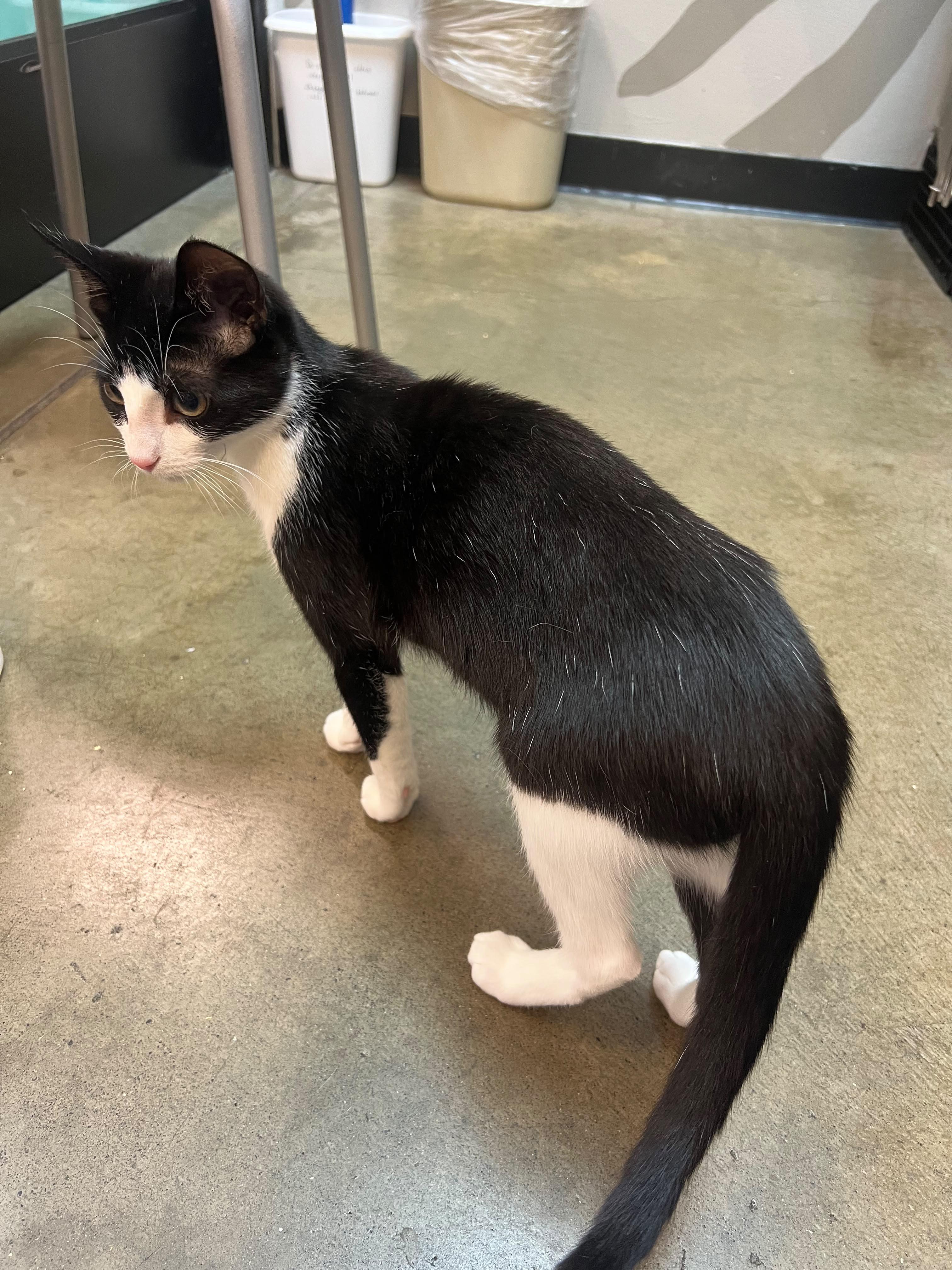 Hank, an adopted Tuxedo in Woodinville, WA image 3/4