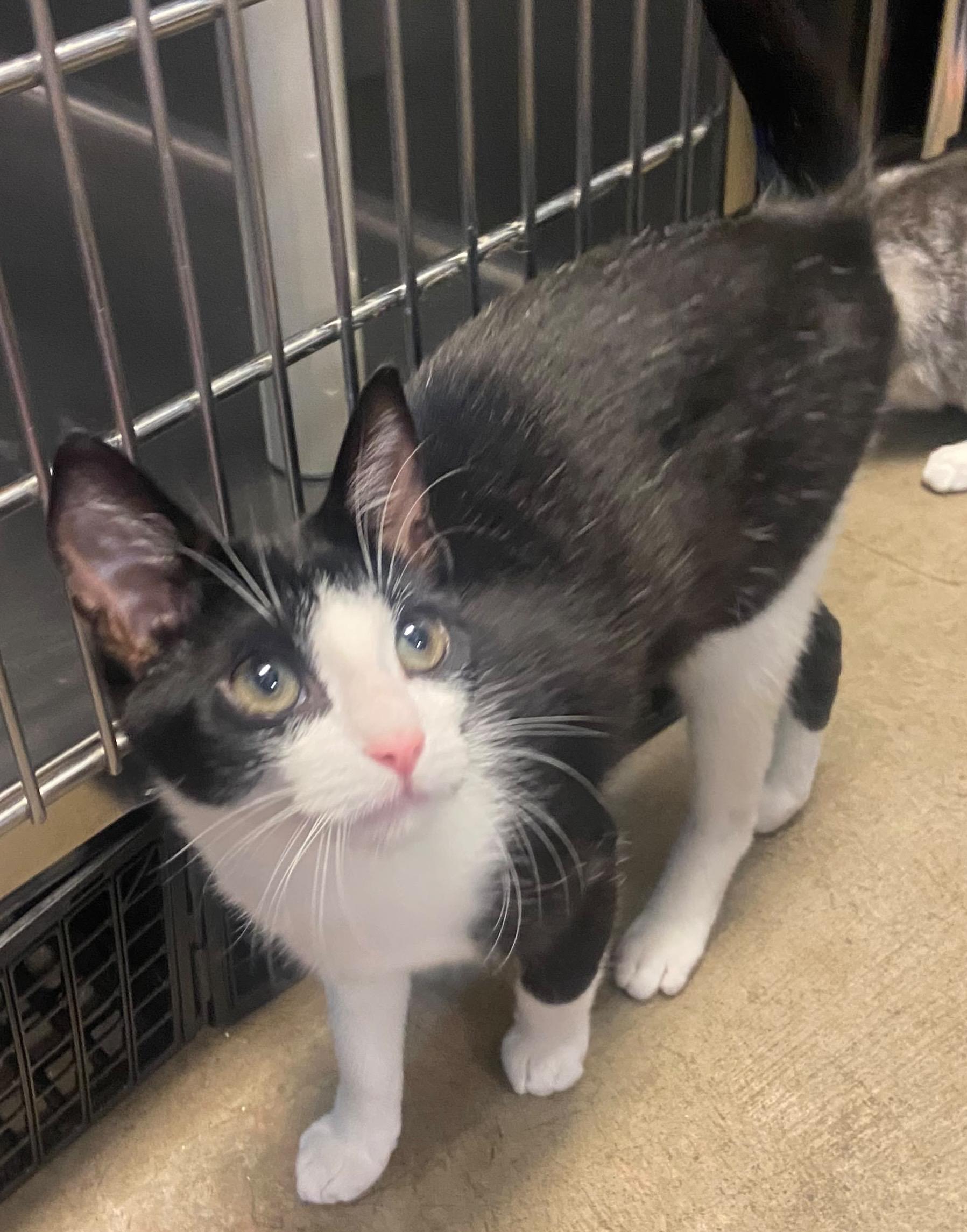 Hank, adopted, Kitten Male Tuxedo.