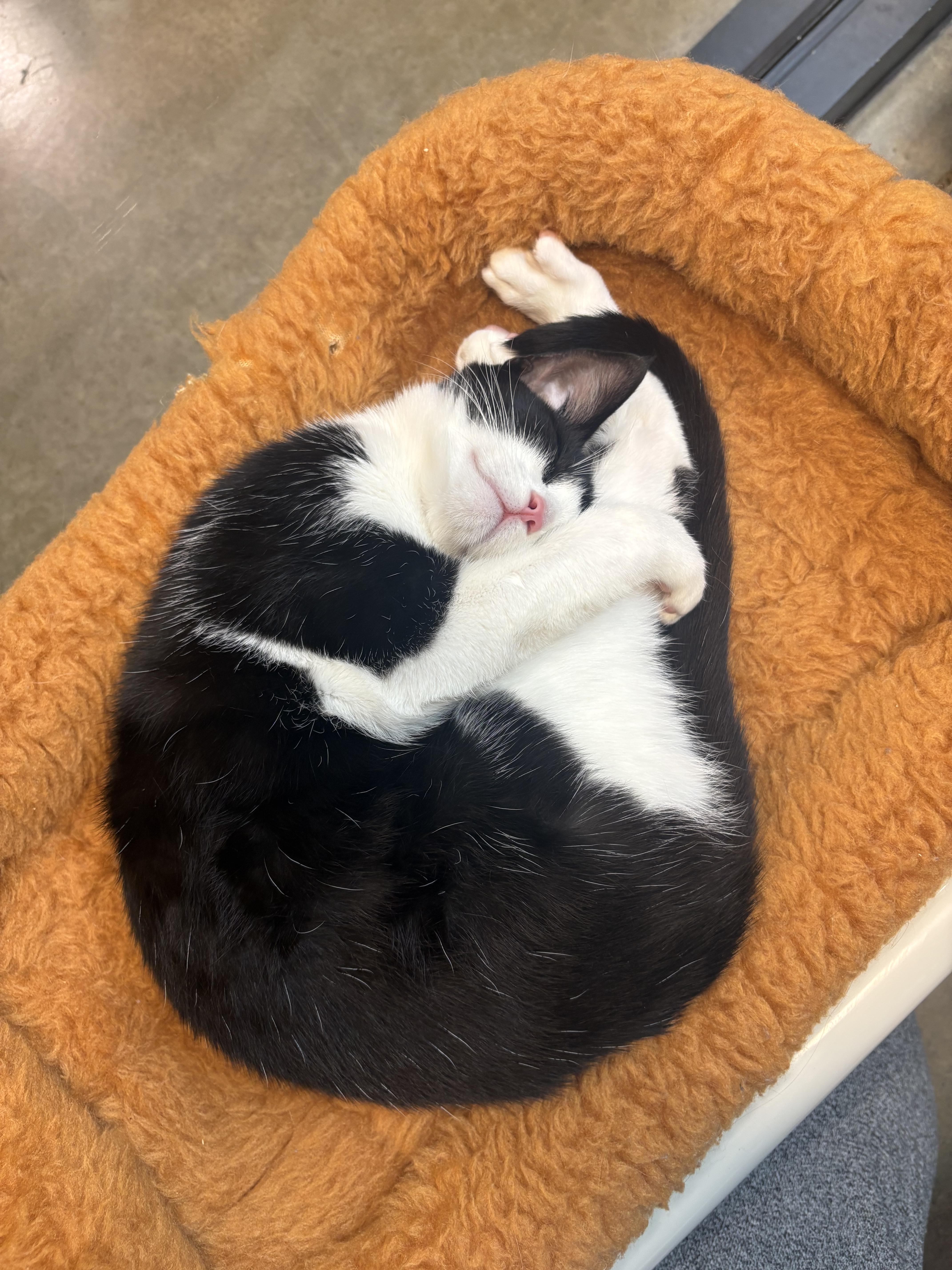 Hank, an adopted Tuxedo in Woodinville, WA image 4/4