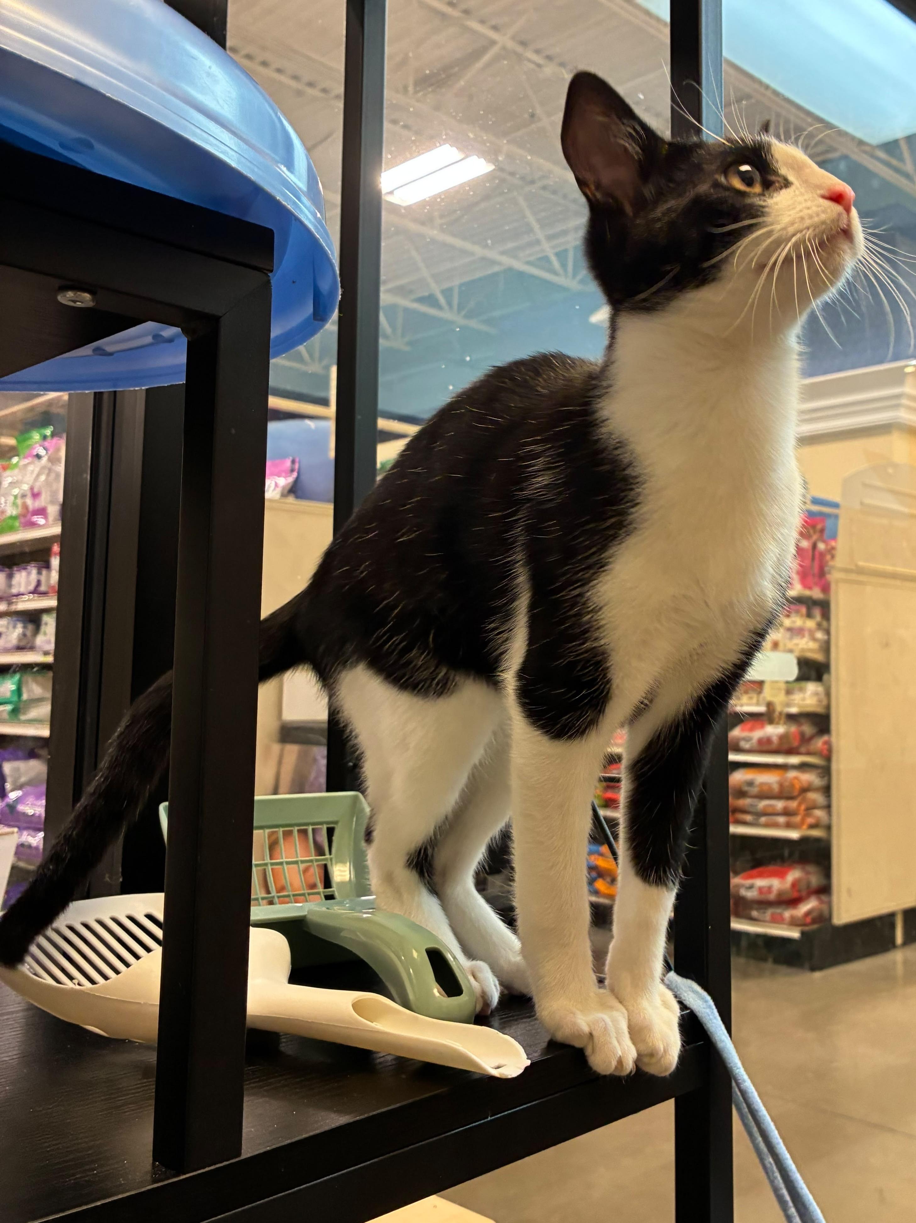 Hank, an adopted Tuxedo in Woodinville, WA image 2/4