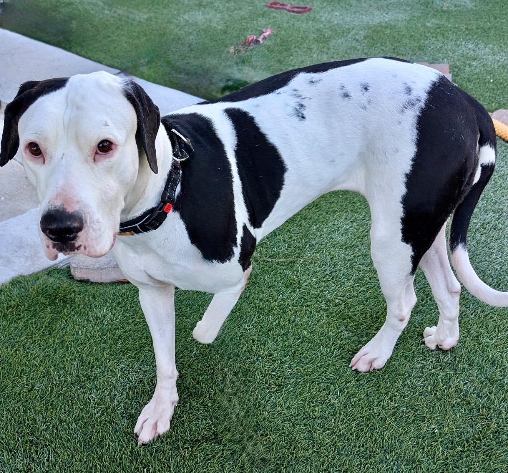 Enlarge Gorda-Sweet and Gentle Big Girl!, a Adoptable mixed breed in Fort Myers, FL image 1/4