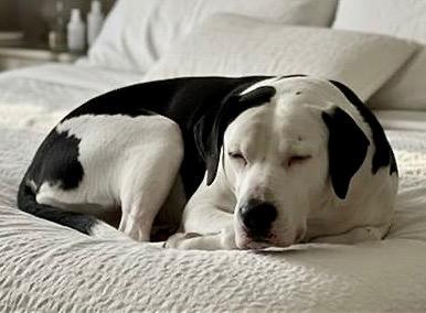 Enlarge Gorda-Sweet and Gentle Big Girl!, a Adoptable mixed breed in Fort Myers, FL image 2/4