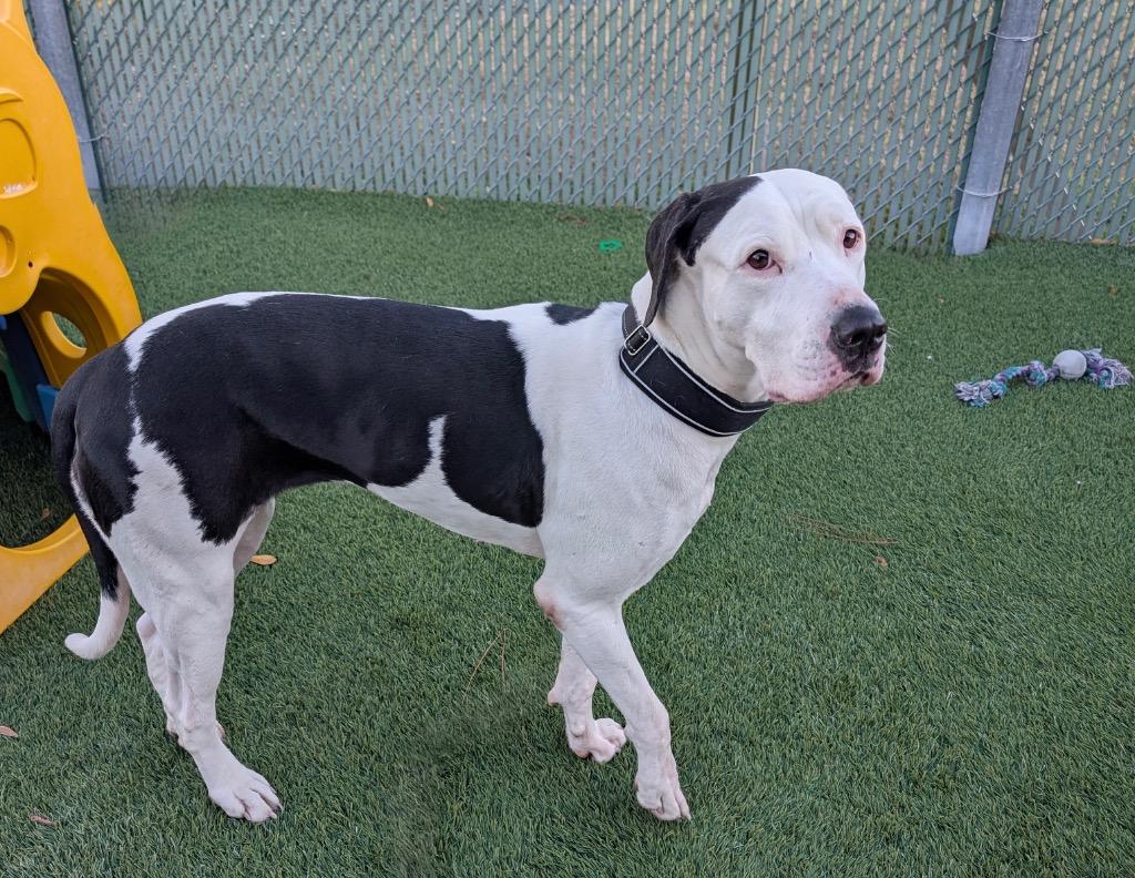 Enlarge Gorda-Sweet and Gentle Big Girl!, a Adoptable mixed breed in Fort Myers, FL image 3/4