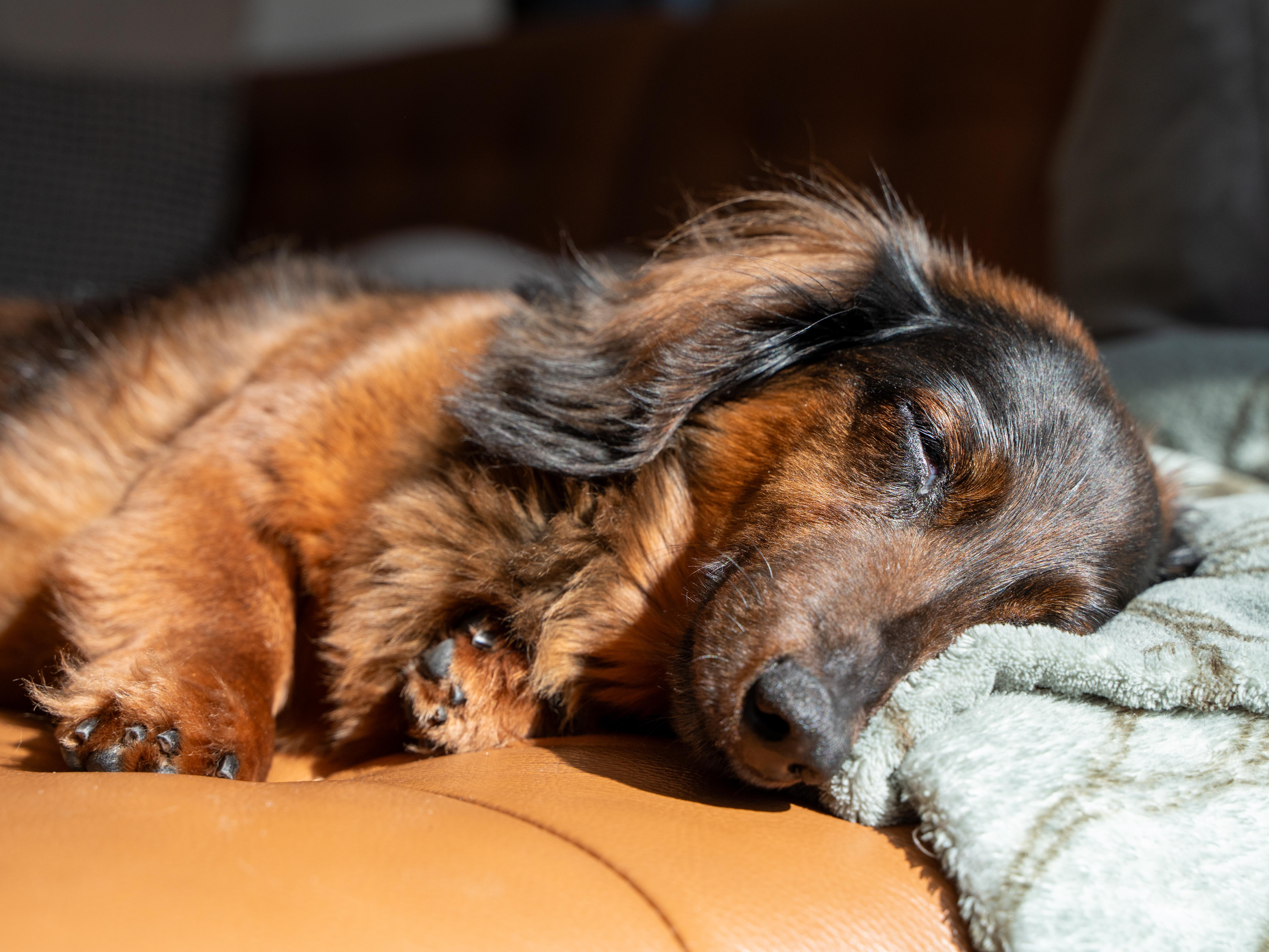 Enlarge Harvey, a ADOPTABLE Dachshund (Miniature Long Haired) in Utterson, ON image 2/2