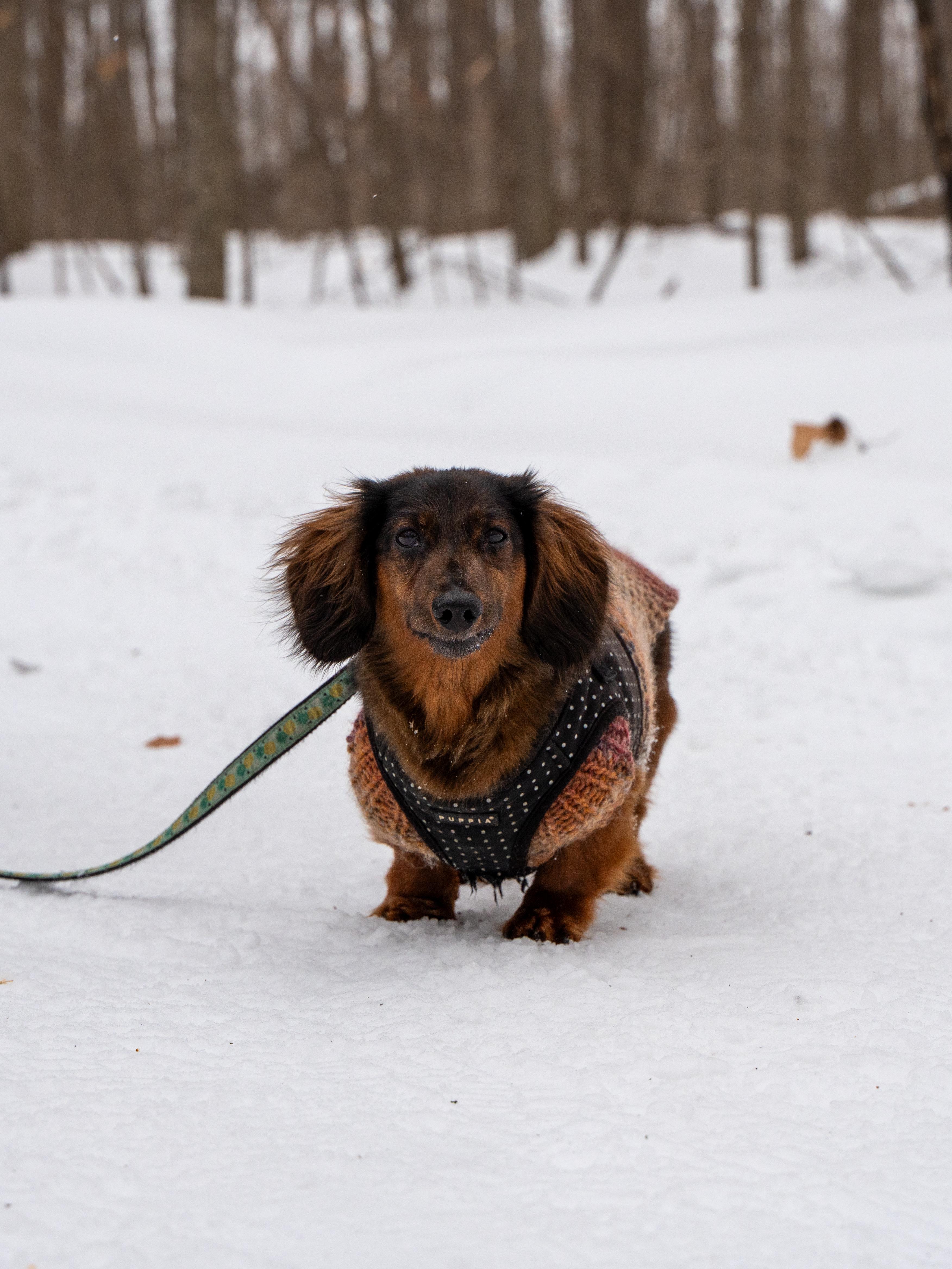 Enlarge Harvey, a ADOPTABLE Dachshund (Miniature Long Haired) in Utterson, ON image 1/2