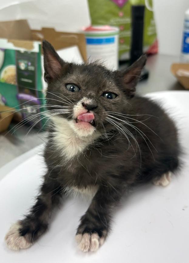Marcus, Adoptable, Kitten Male Domestic Short Hair.
