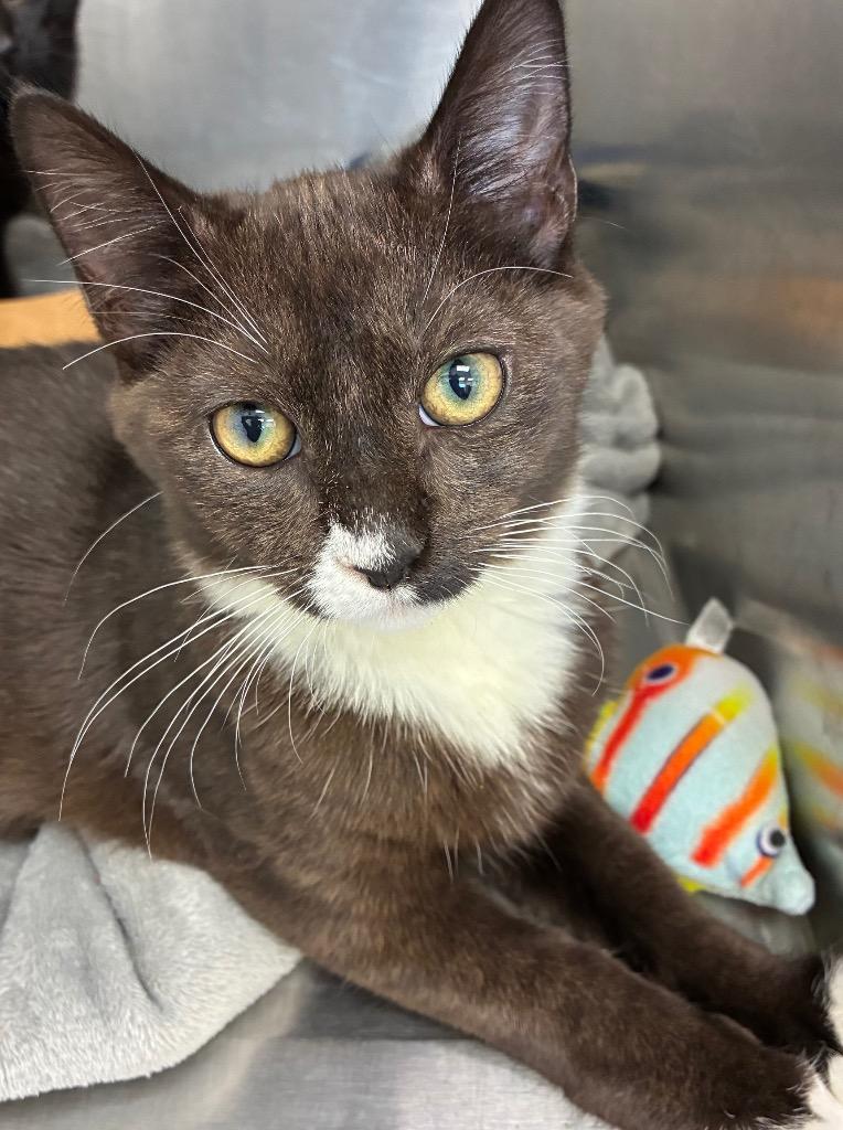 Marcus, a Adoptable mixed breed in Hartsville, SC image 2/3