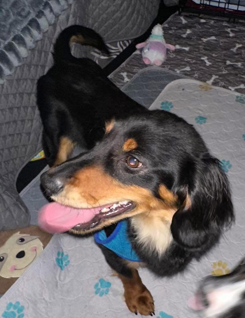 Harley, Adopted, Adult Male Dachshund.