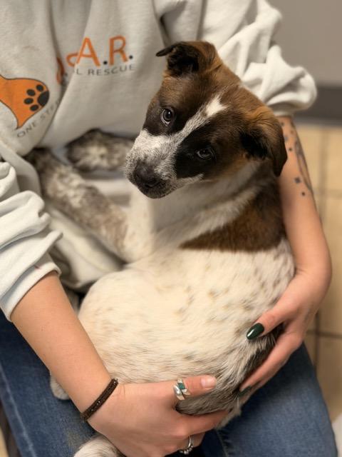 Enlarge Lex, an adopted mixed breed in Sparta, NJ image 5/5