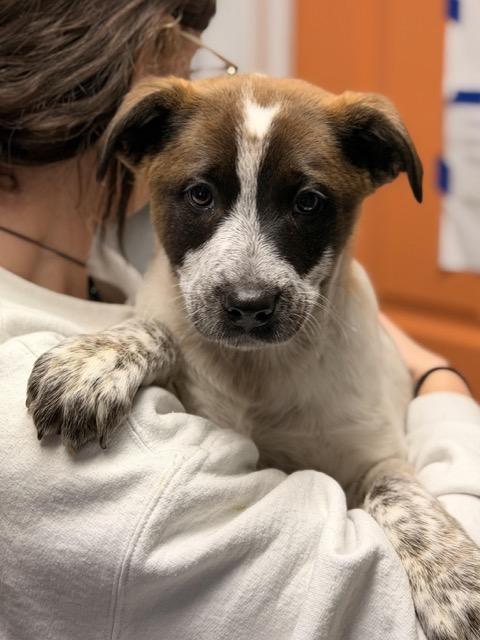 Lex, adopted, Puppy Female Cattle Dog & Australian Shepherd.