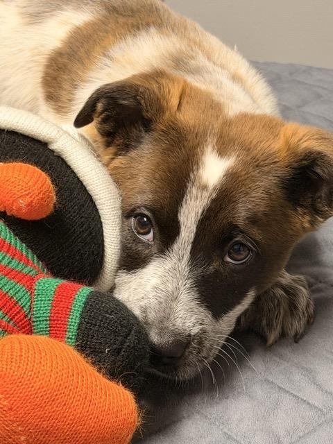 Enlarge Lex, an adopted mixed breed in Sparta, NJ image 2/5