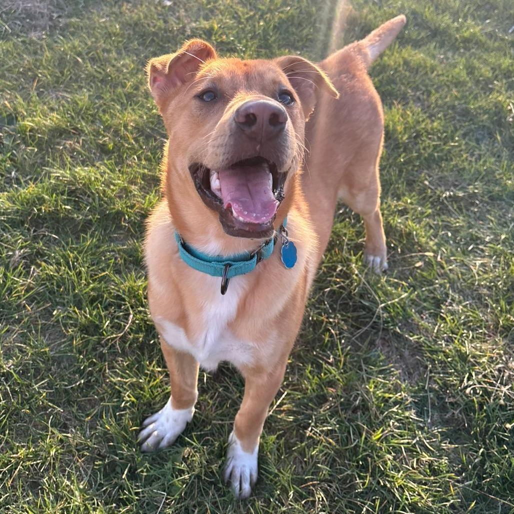 Enlarge Murphy, a Adoptable Mixed Breed in Pontiac, IL image 1/6