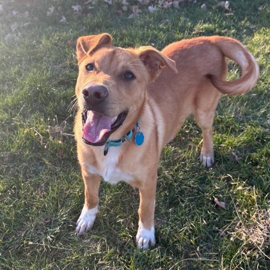 Enlarge Murphy, a Adoptable Mixed Breed in Pontiac, IL image 2/6