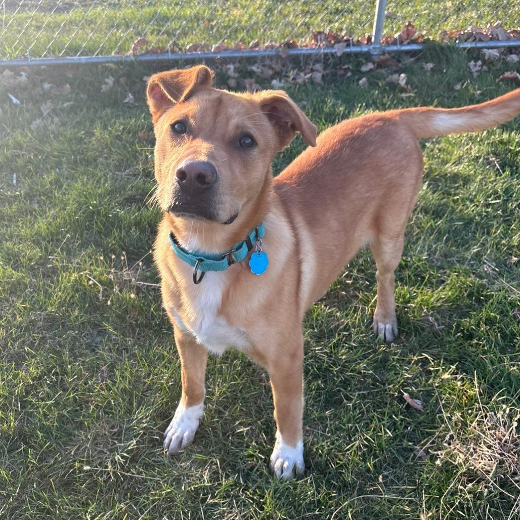 Enlarge Murphy, a Adoptable Mixed Breed in Pontiac, IL image 3/6