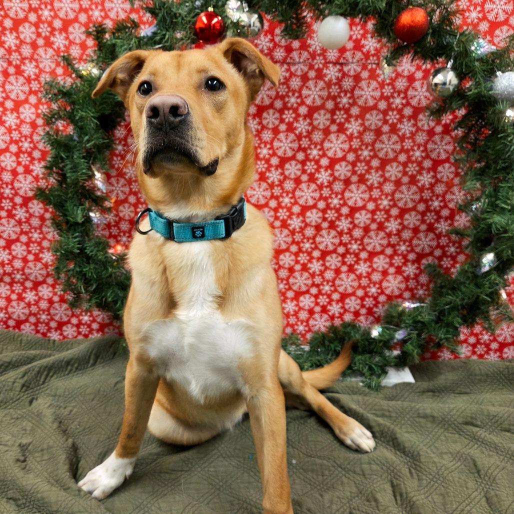 Enlarge Murphy, a Adoptable Mixed Breed in Pontiac, IL image 4/6