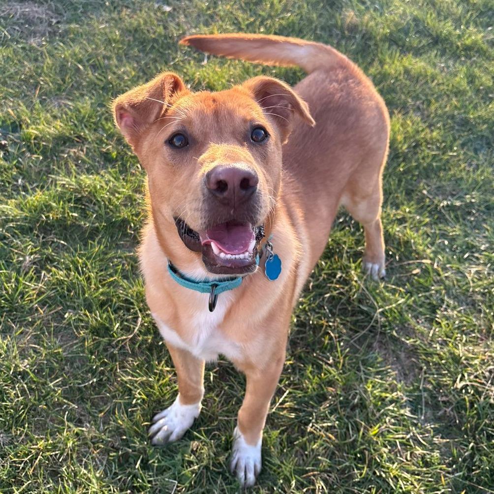 Enlarge Murphy, a Adoptable Mixed Breed in Pontiac, IL image 5/6