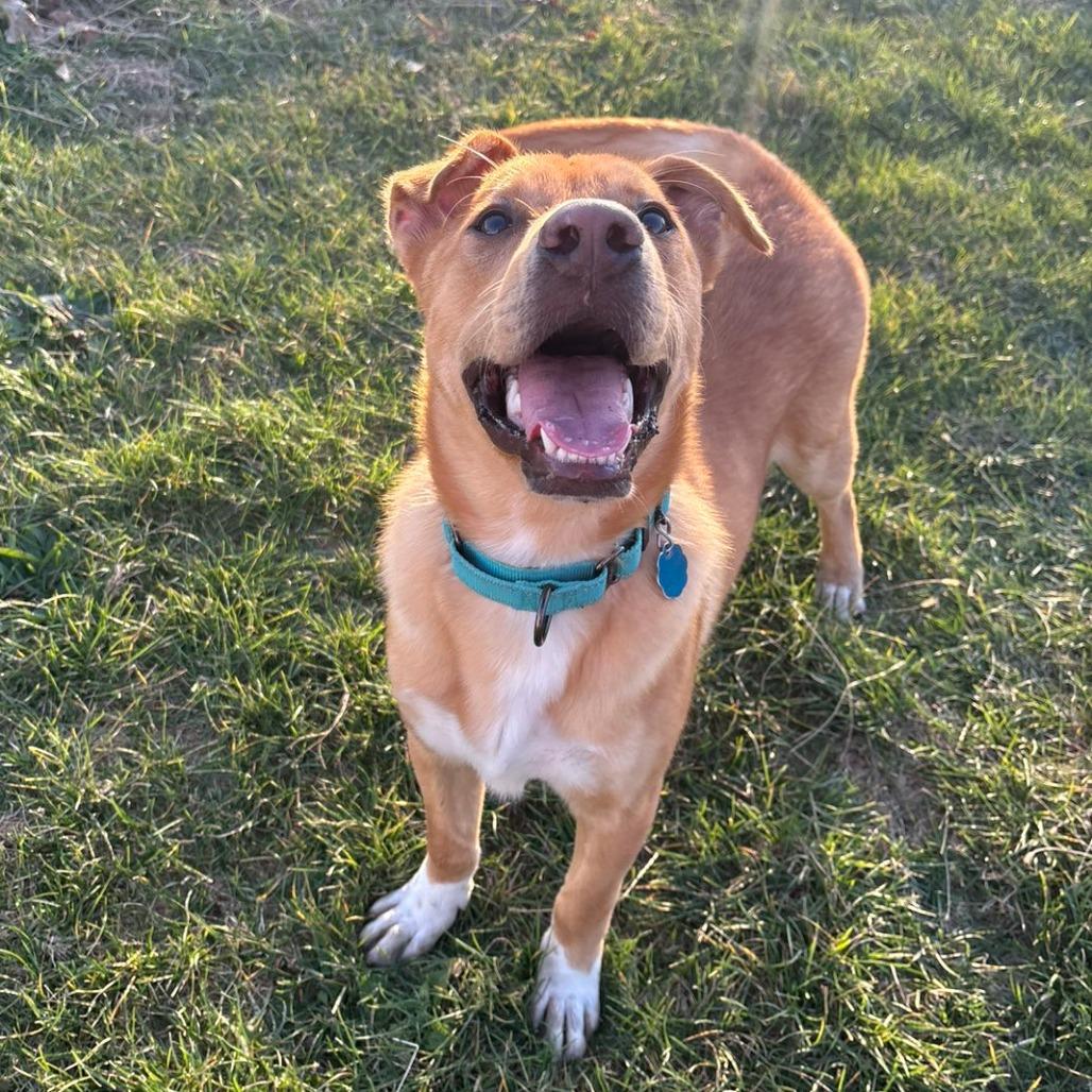 Enlarge Murphy, a Adoptable Mixed Breed in Pontiac, IL image 6/6