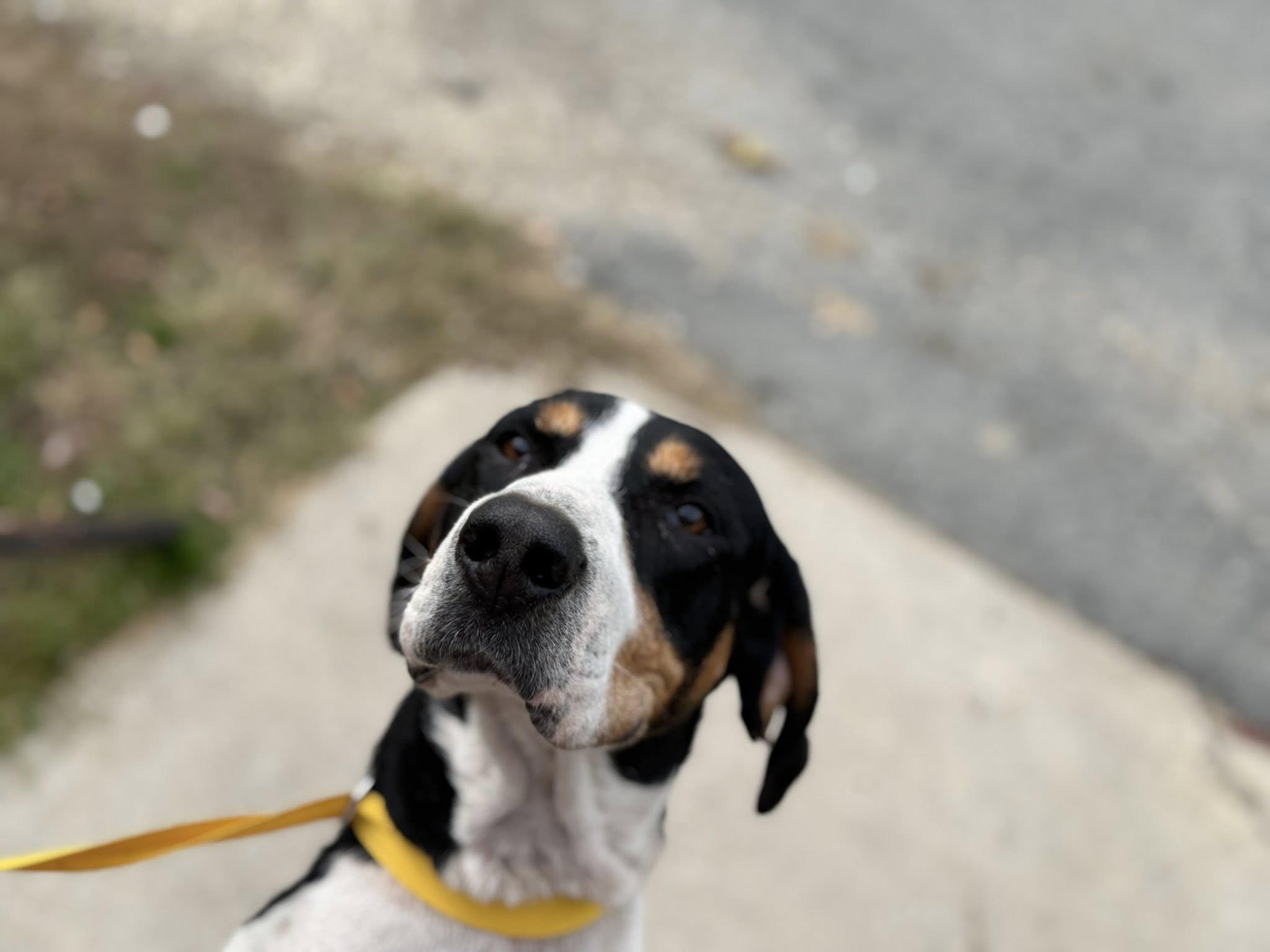 Sophie, Adopted, Adult Female Treeing Walker Coonhound.