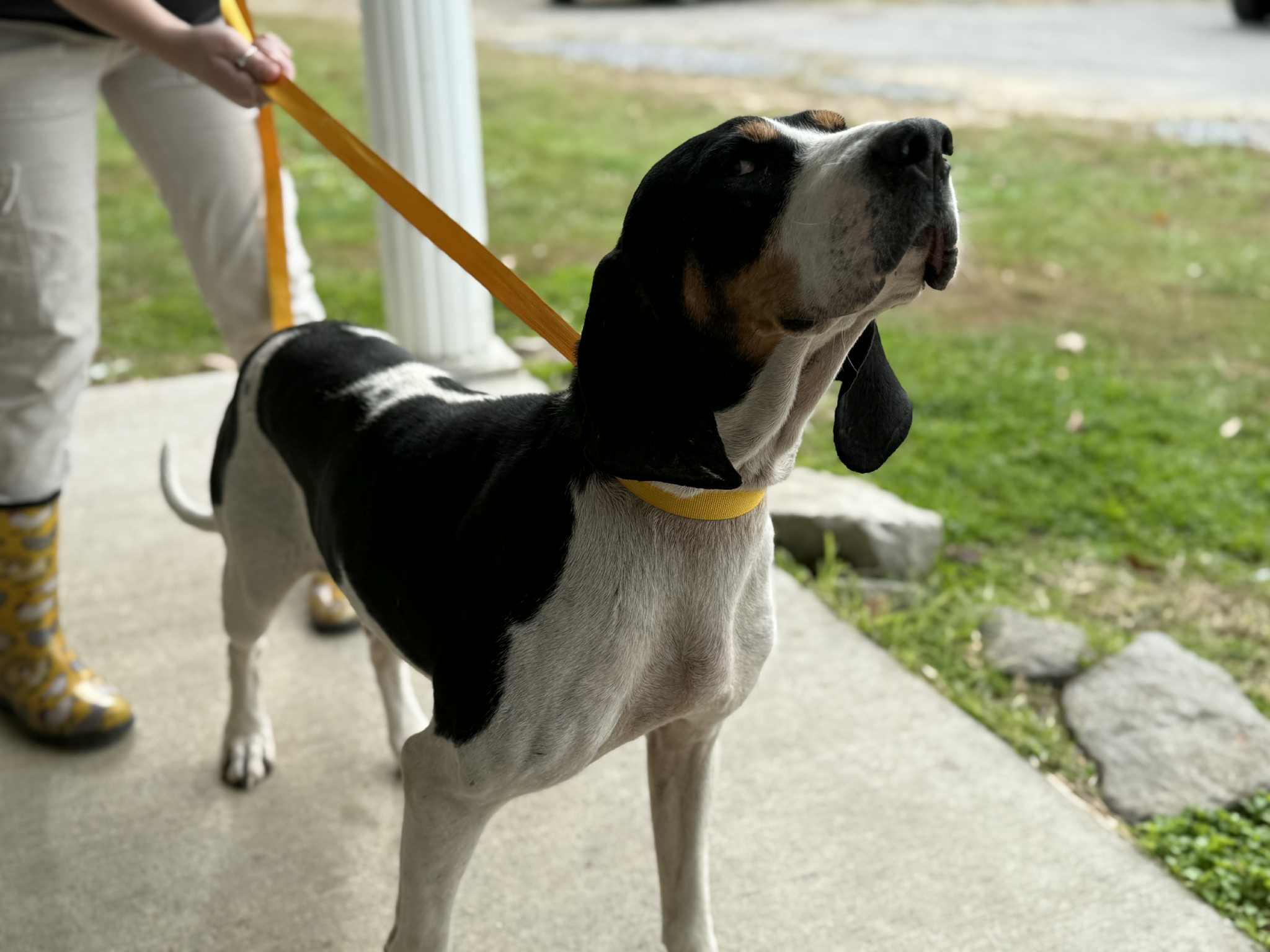 Enlarge Sophie, a Adopted Treeing Walker Coonhound in Fayetteville, WV image 2/5