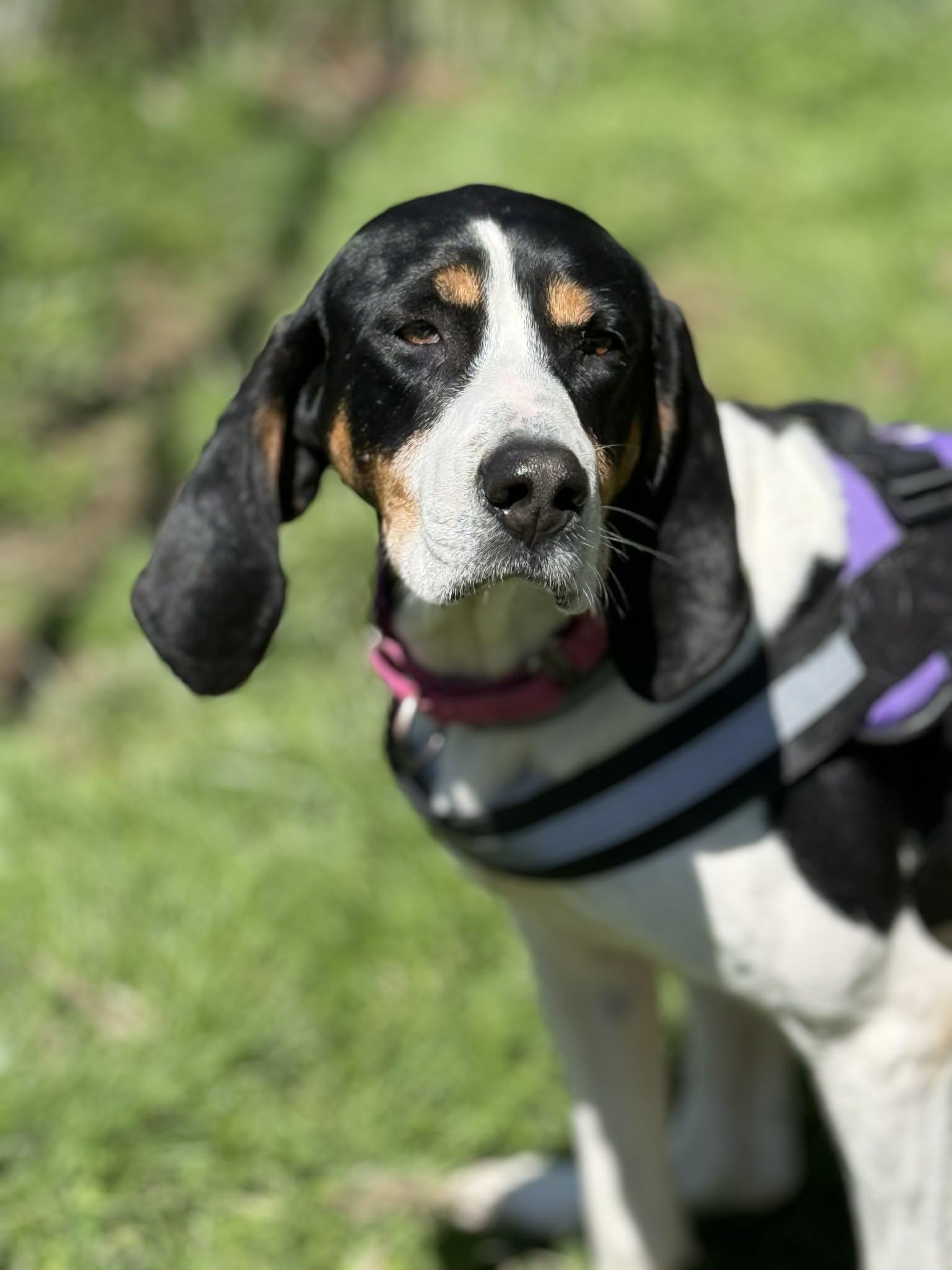Enlarge Sophie, a Adopted Treeing Walker Coonhound in Fayetteville, WV image 3/5