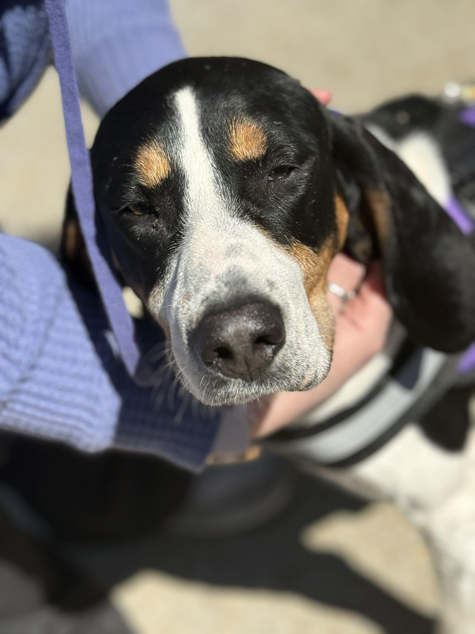 Enlarge Sophie, a Adopted Treeing Walker Coonhound in Fayetteville, WV image 4/5