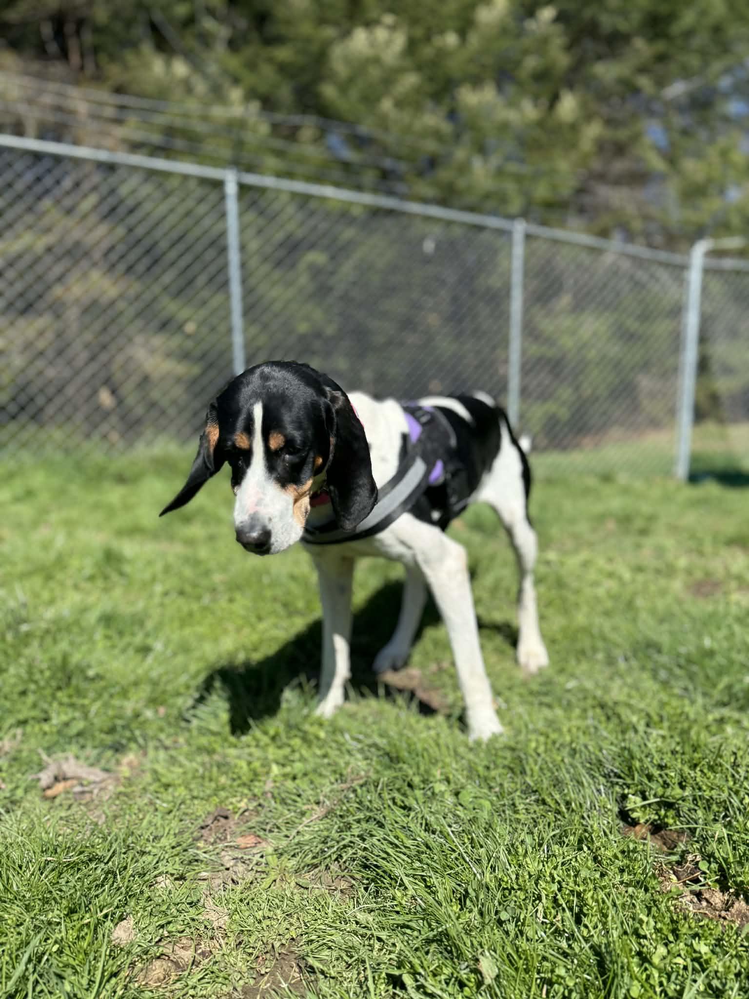 Enlarge Sophie, a Adopted Treeing Walker Coonhound in Fayetteville, WV image 5/5