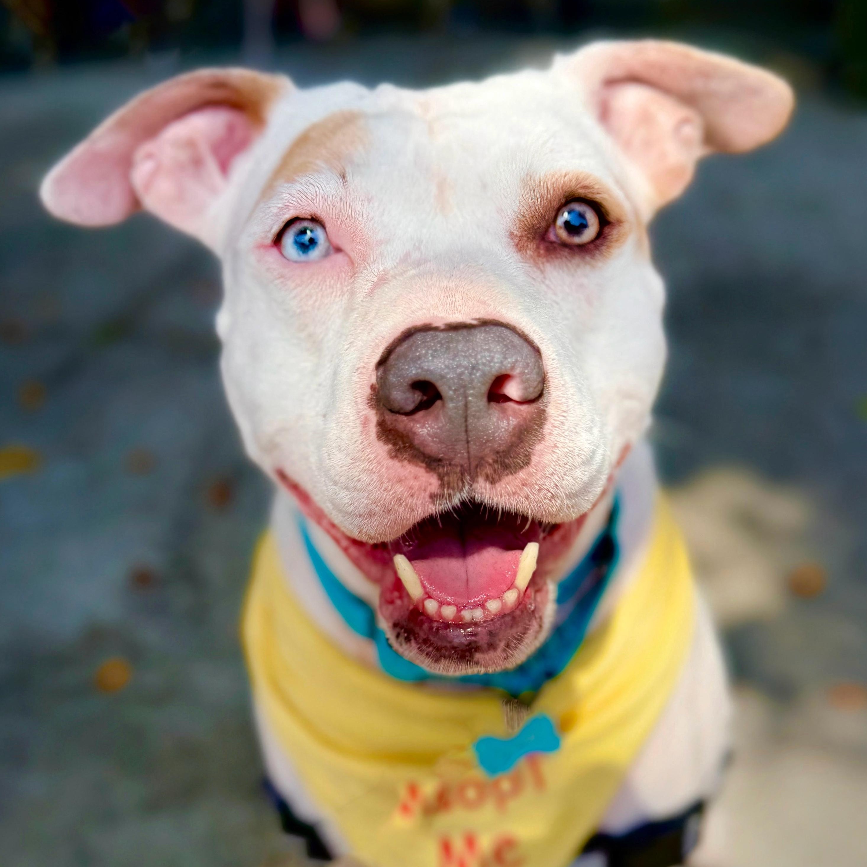 Lelani (contact Rachel), a Adoptable mixed breed in Sherman Oaks, CA image 1/5