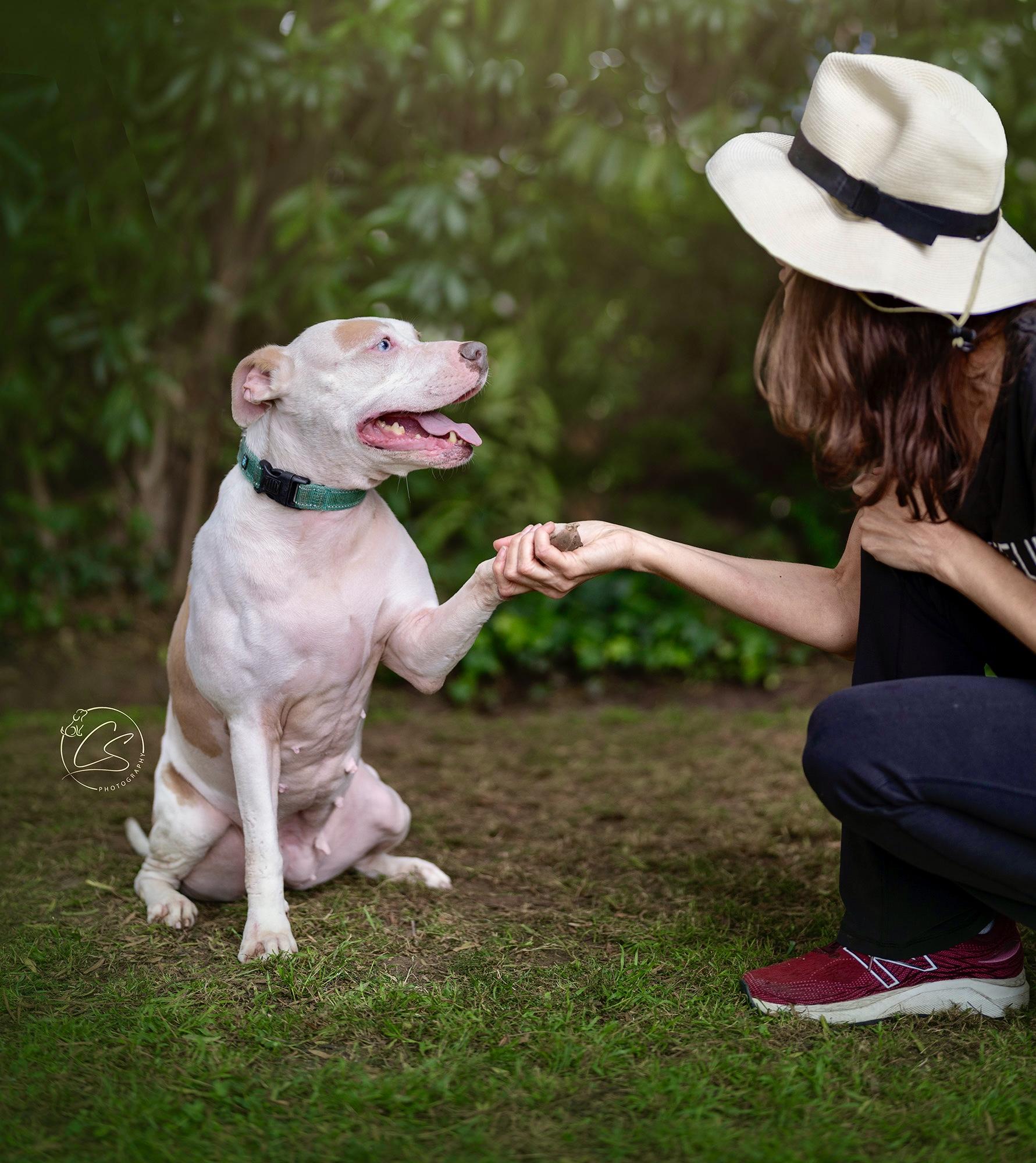 Lelani (contact Rachel), a Adoptable mixed breed in Sherman Oaks, CA image 2/5