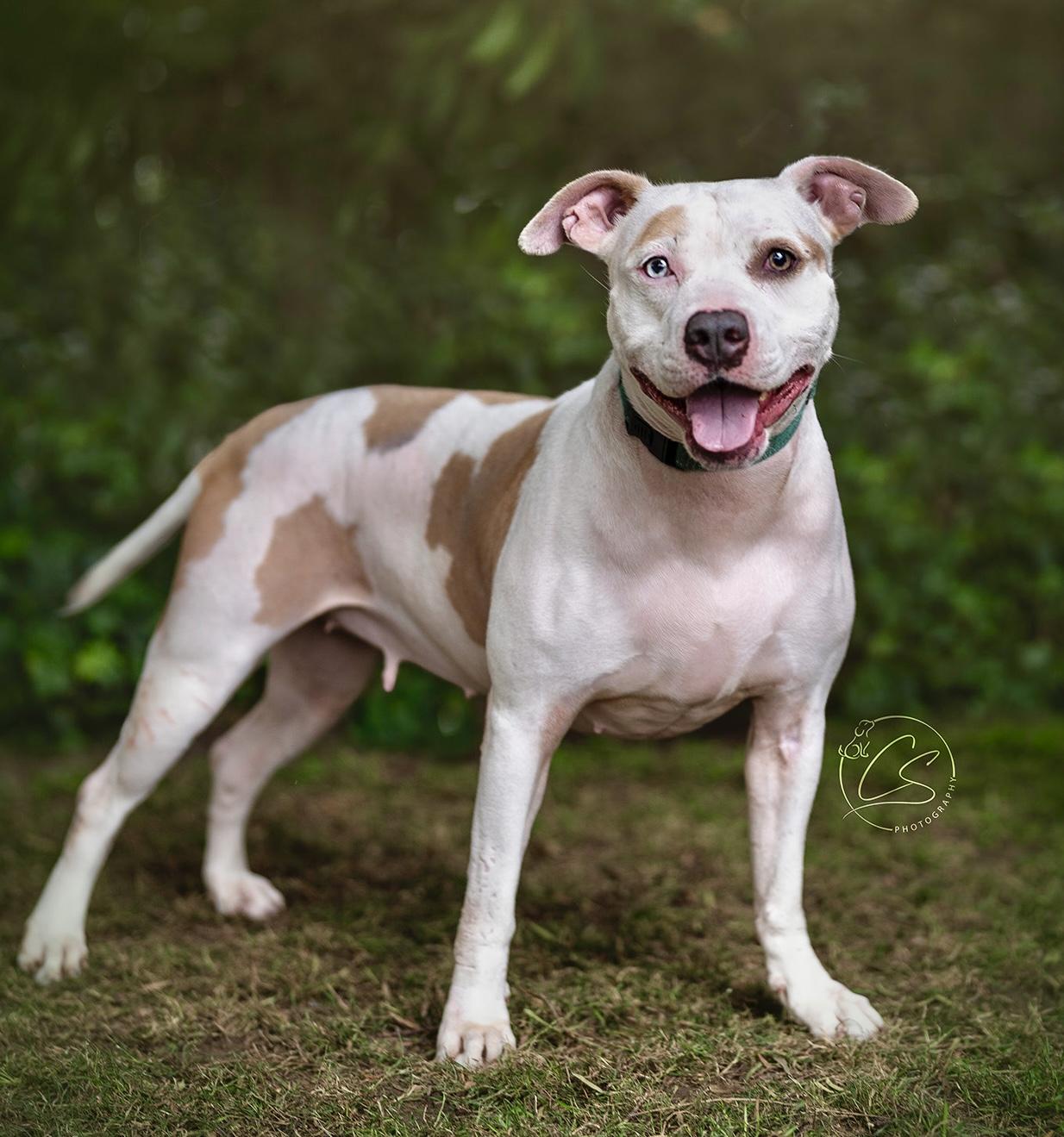 Lelani (contact Rachel), a Adoptable mixed breed in Sherman Oaks, CA image 4/5
