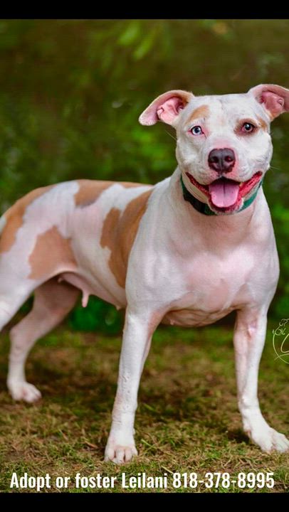 Enlarge Lelani (contact Rachel), a Adoptable mixed breed in Sherman Oaks, CA video 5/5