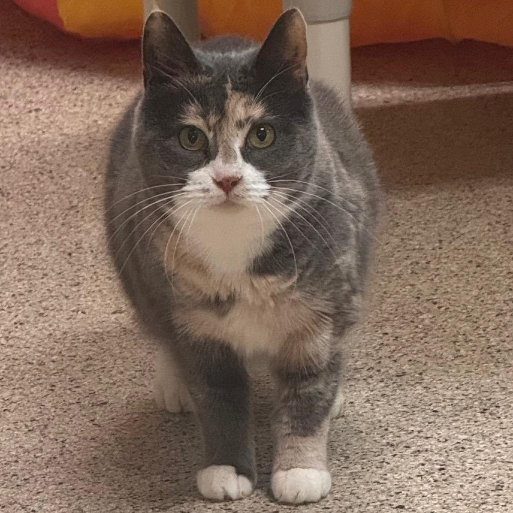 Lady Leap, Adoptable, Adult Female Domestic Short Hair.