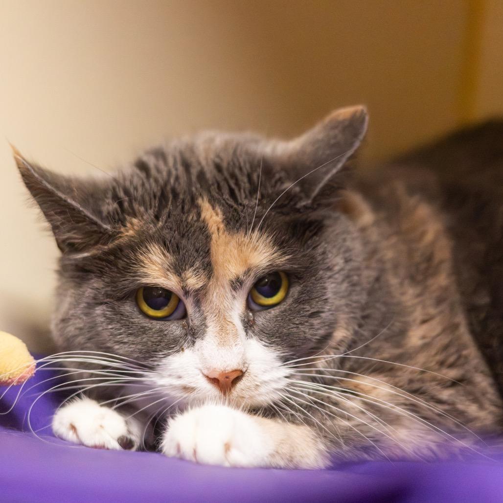 Lady Leap, Adoptable, Adult Female Domestic Short Hair.