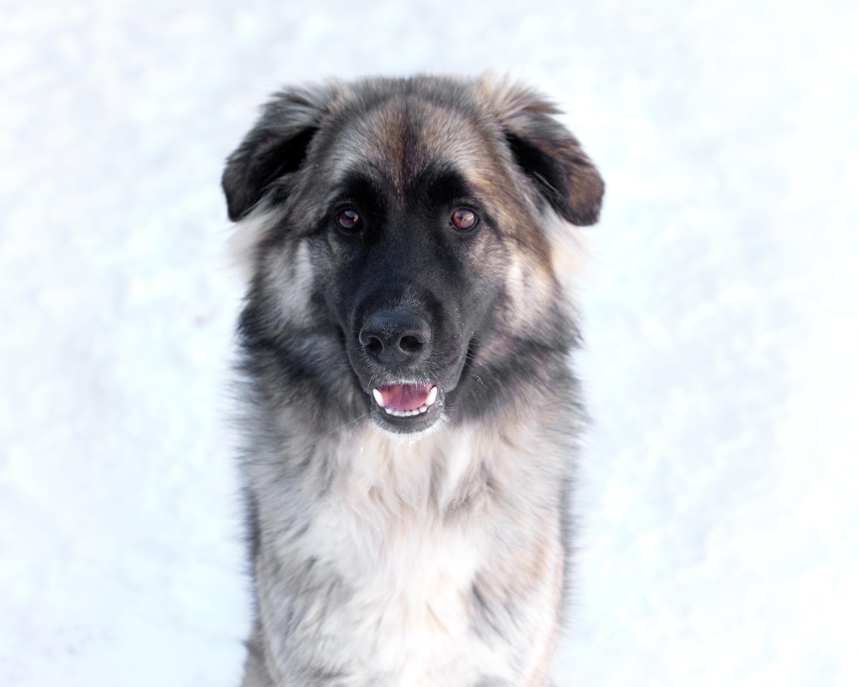 Reagan, adoptable, Adult Female Shepherd.