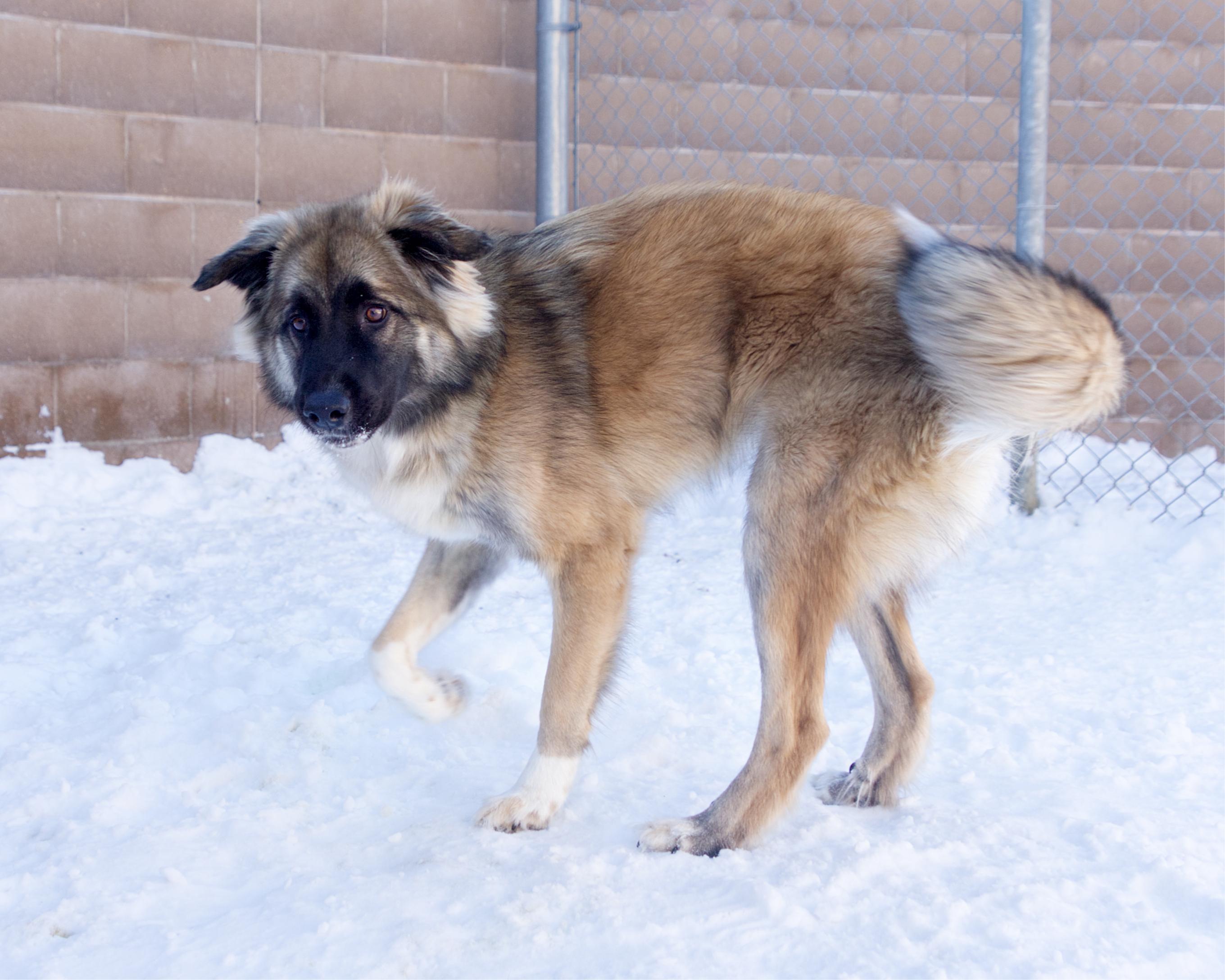 Enlarge Reagan, an adoptable mixed breed in Winnipeg, MB image 2/3
