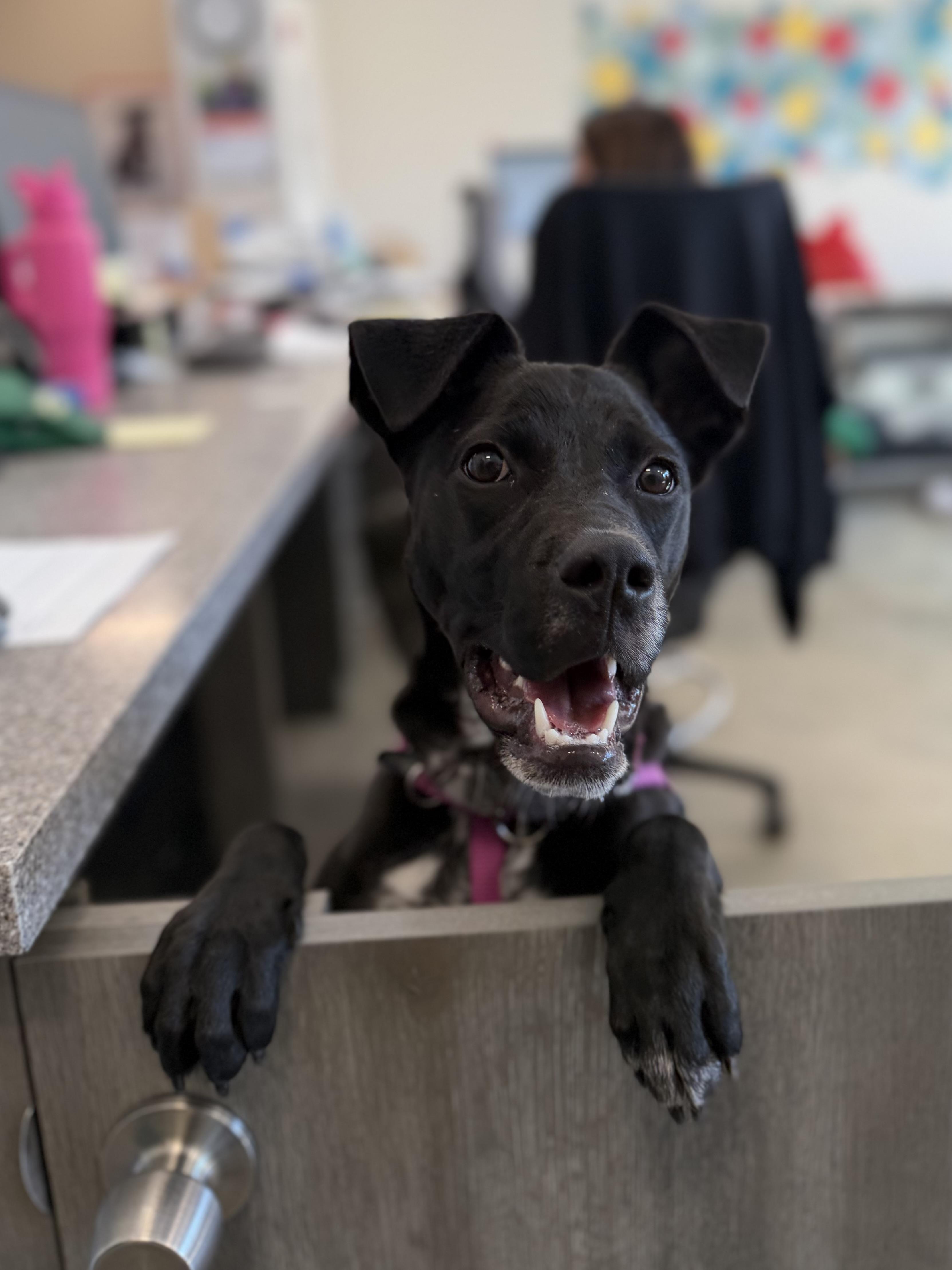Icee, a ADOPTABLE mixed breed in New Rochelle, NY image 5/5