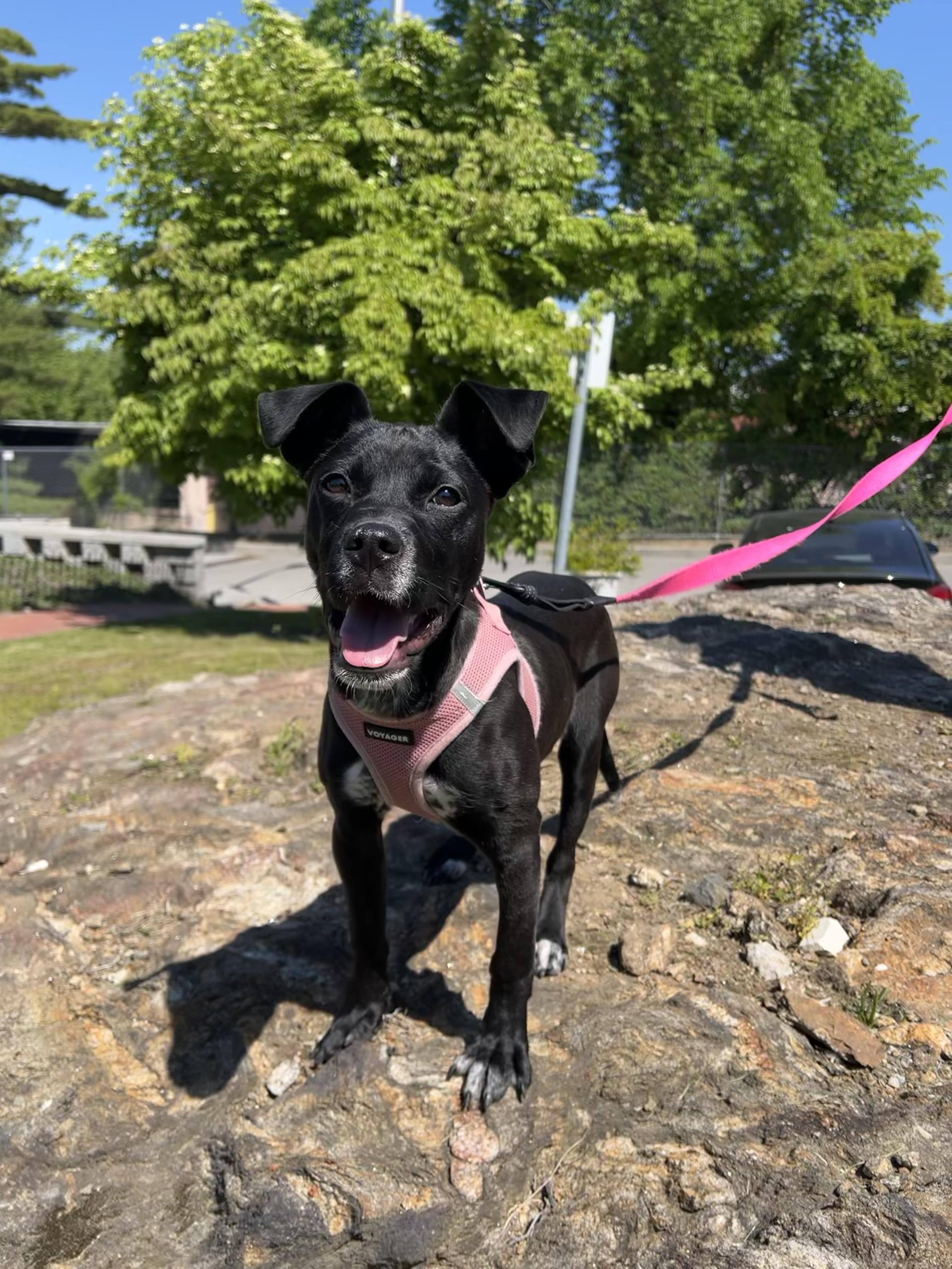 Enlarge Icee, a ADOPTABLE mixed breed in New Rochelle, NY image 1/6