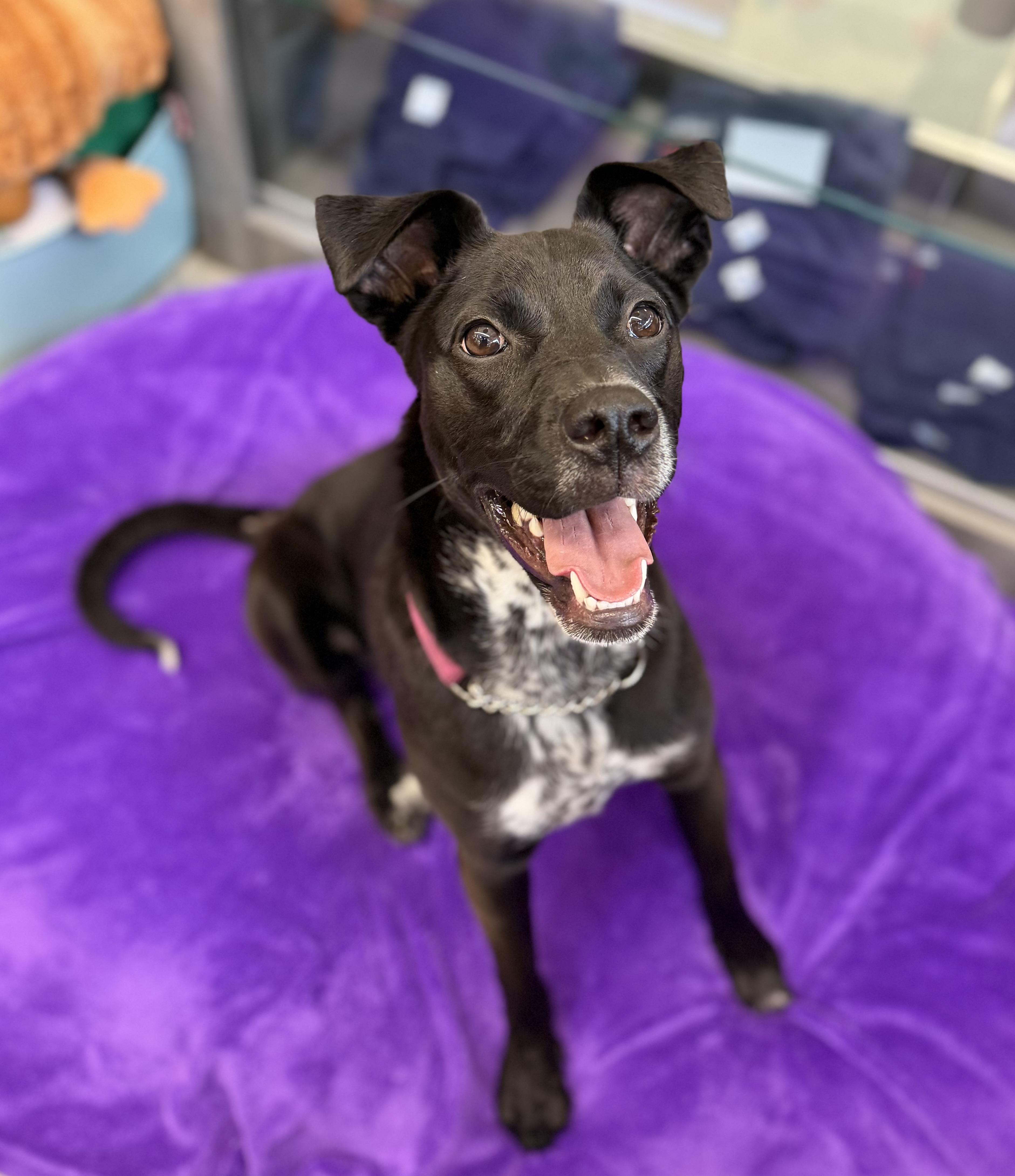 Icee, ADOPTABLE, Puppy Female Labrador Retriever.