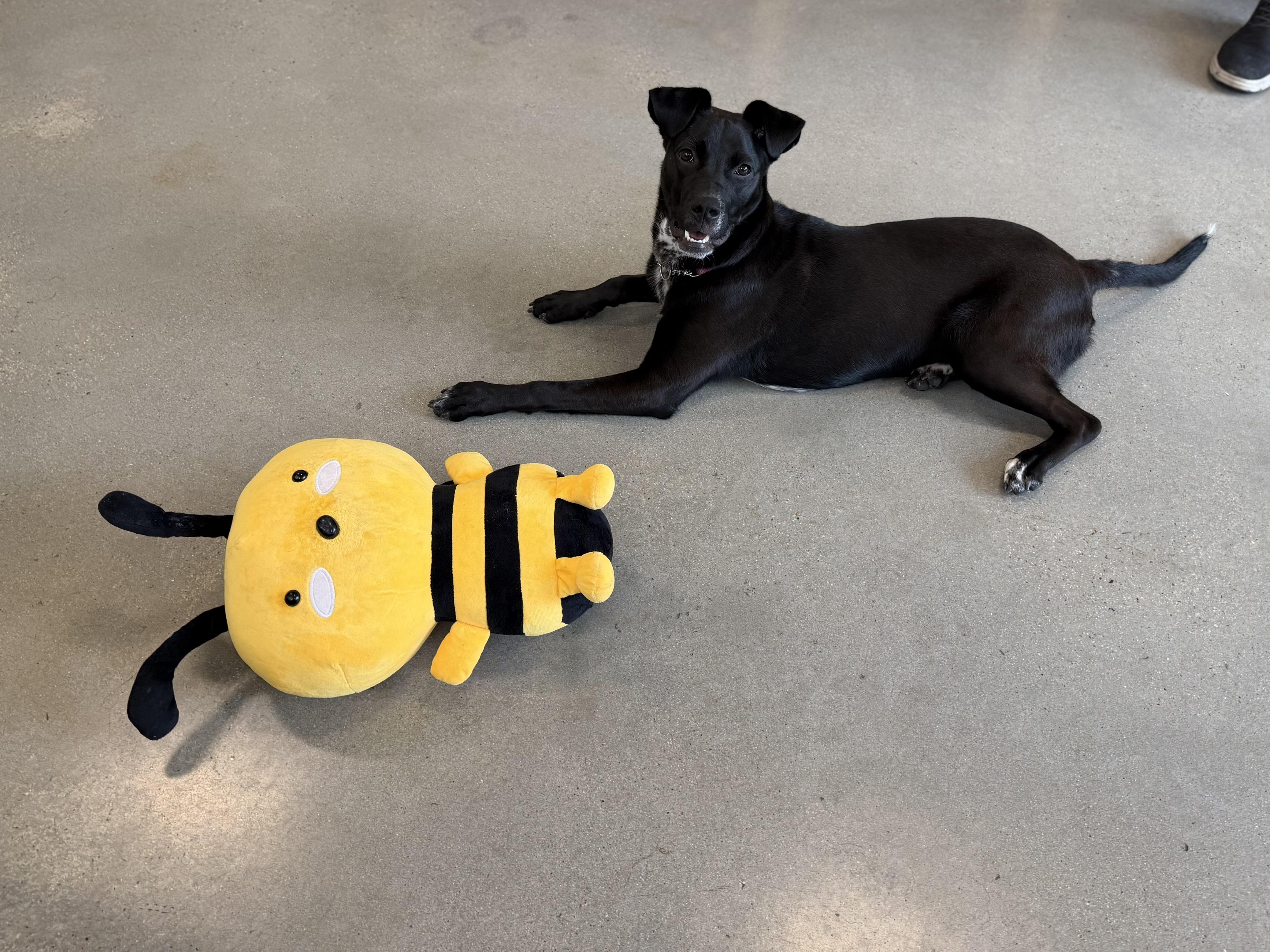 Icee, a ADOPTABLE mixed breed in New Rochelle, NY image 3/5
