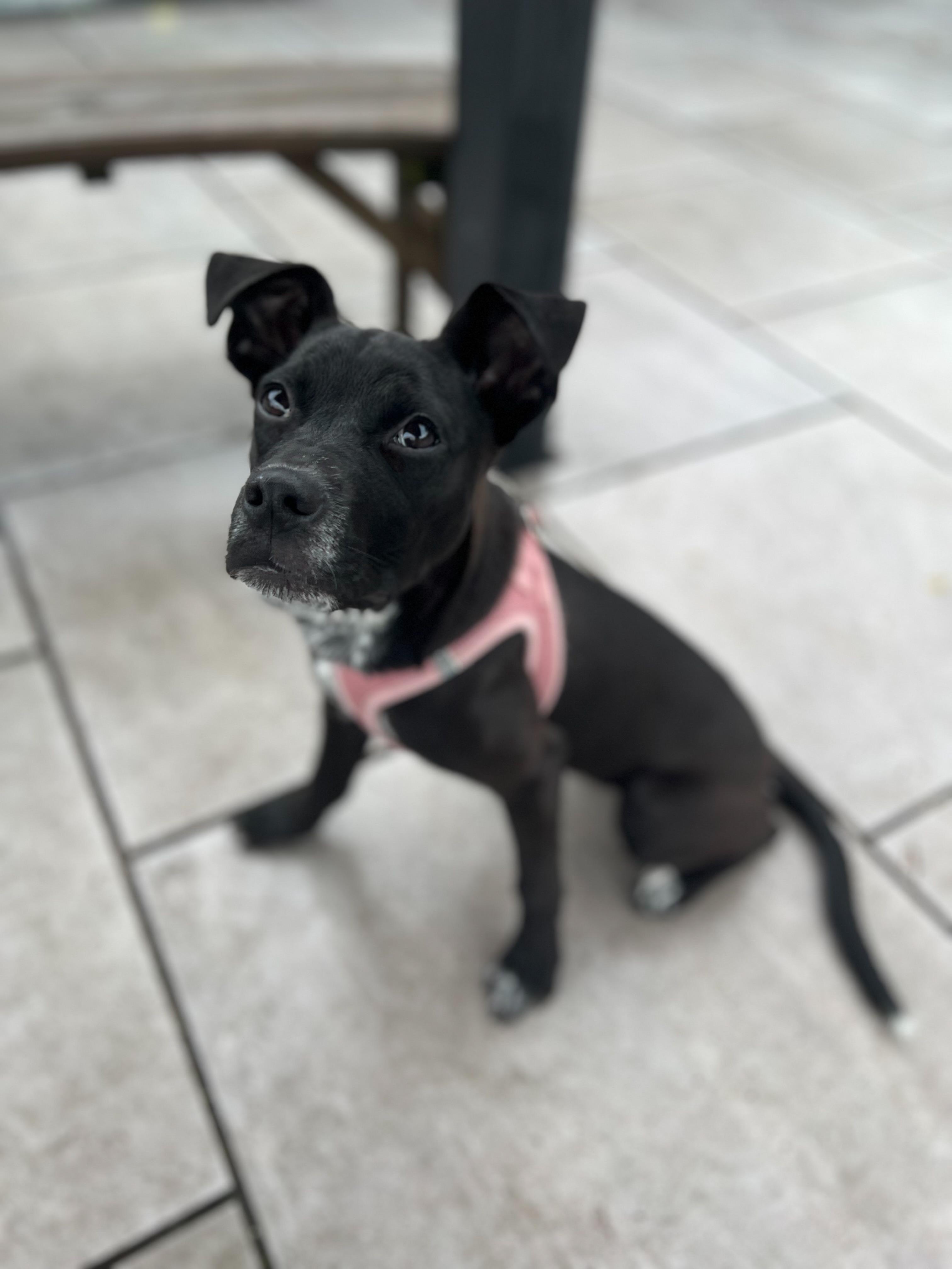 Enlarge Icee, a ADOPTABLE mixed breed in New Rochelle, NY image 6/6