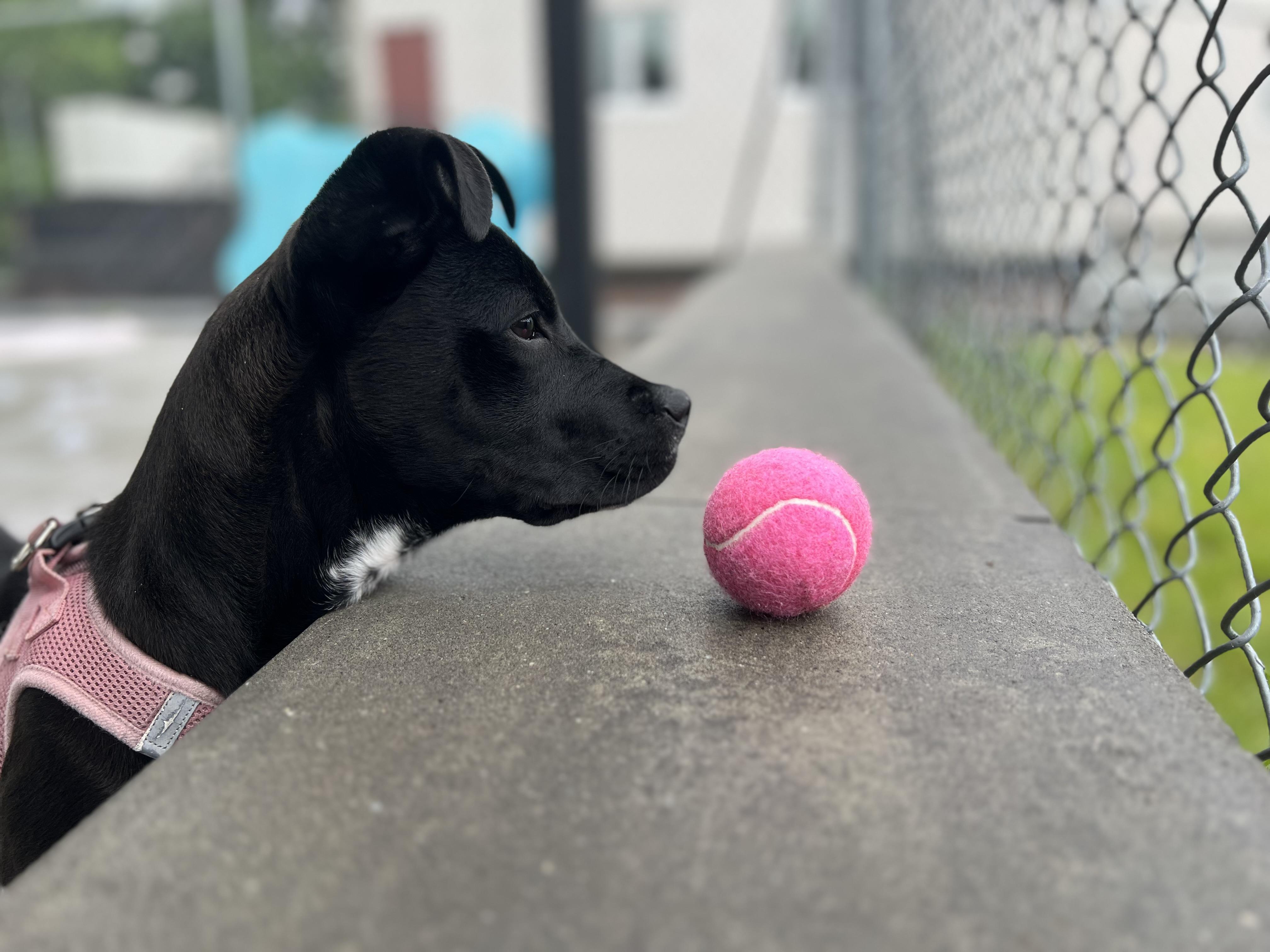 Enlarge Icee, a ADOPTABLE mixed breed in New Rochelle, NY image 4/6