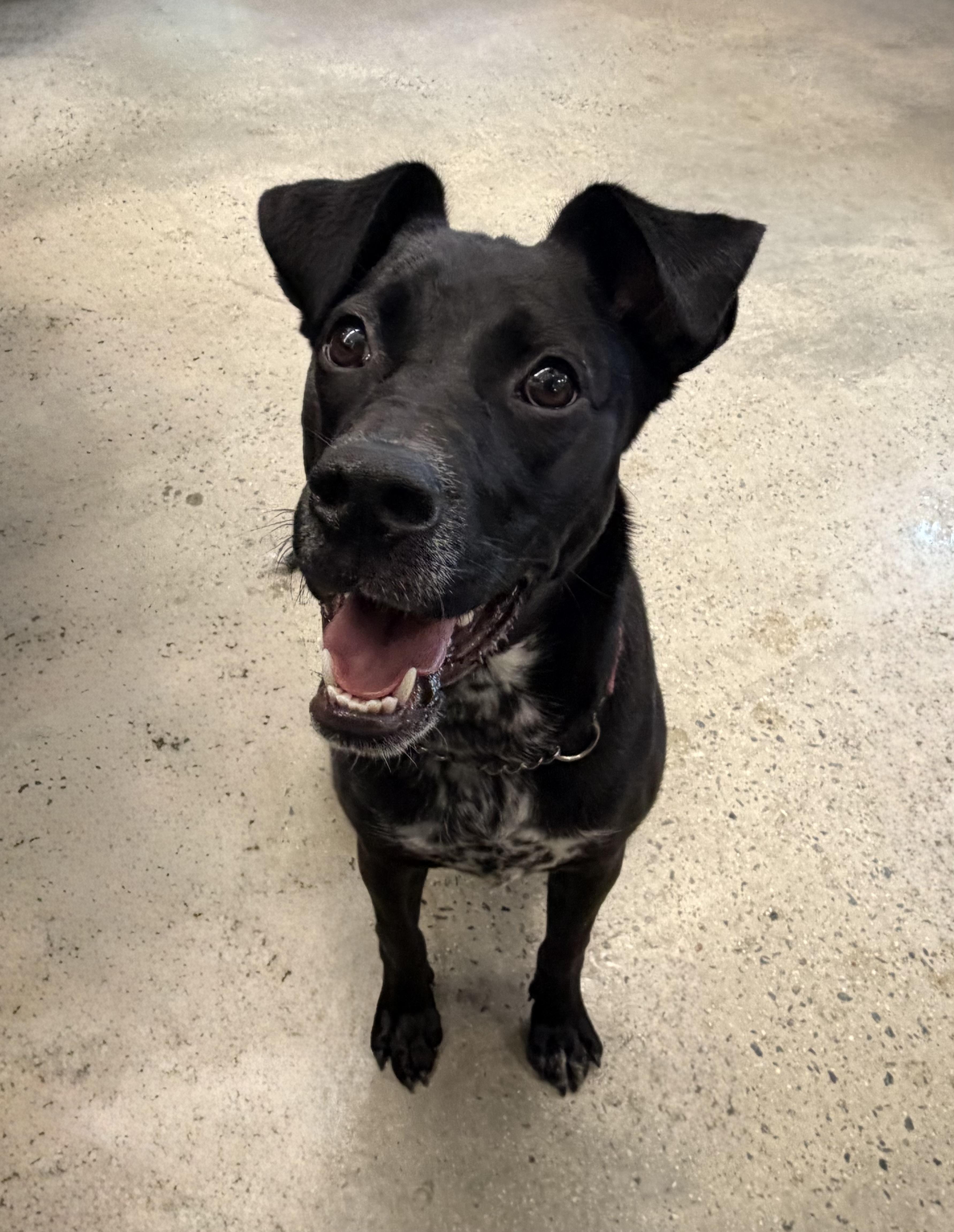 Icee, a ADOPTABLE mixed breed in New Rochelle, NY image 2/5