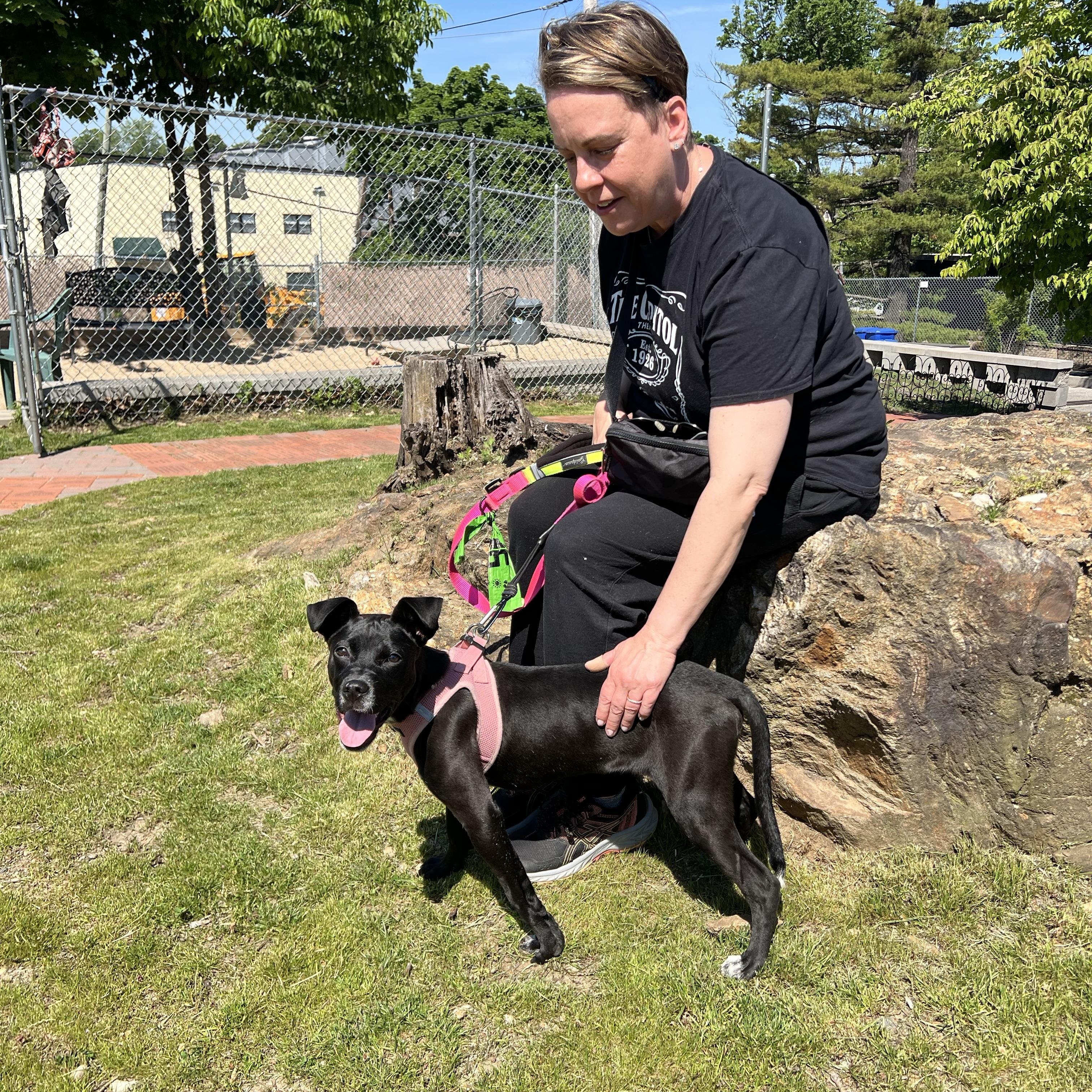 Enlarge Icee, a ADOPTABLE mixed breed in New Rochelle, NY image 3/6