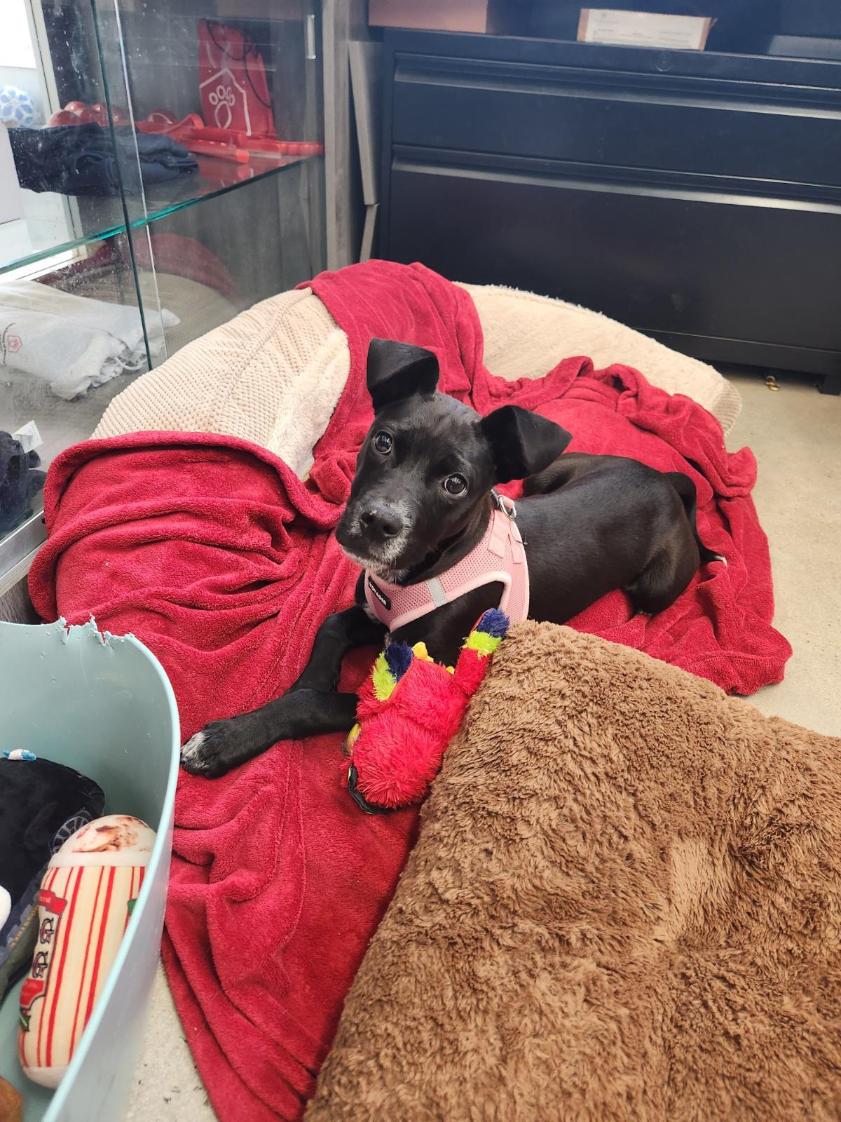 Enlarge Icee, a ADOPTABLE mixed breed in New Rochelle, NY image 5/6