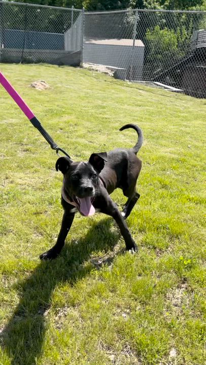 Enlarge Icee, a ADOPTABLE mixed breed in New Rochelle, NY video 2/6