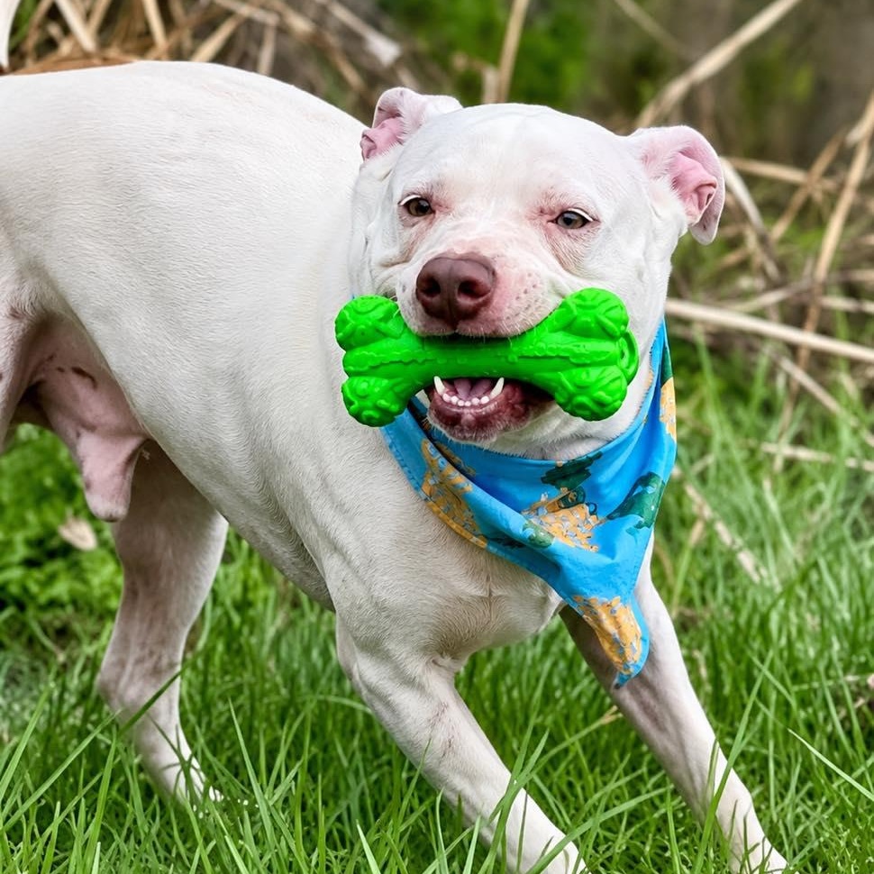 Captain, a Adoptable Pit Bull Terrier in Effingham, IL image 4/6