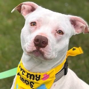 Captain, a Adoptable Pit Bull Terrier in Effingham, IL image 1/4